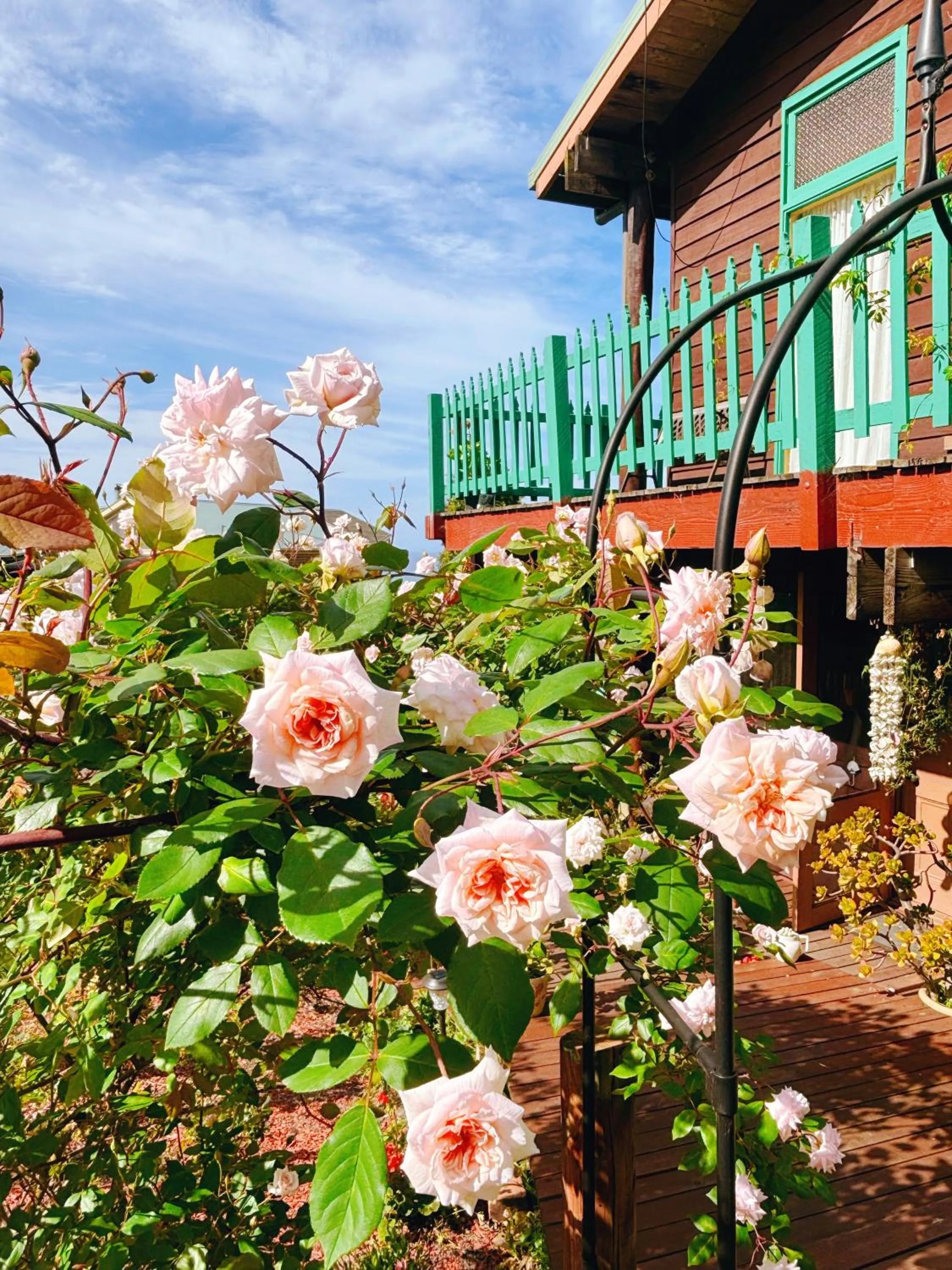 Garden in The Goat and Goose Bed & Breakfast