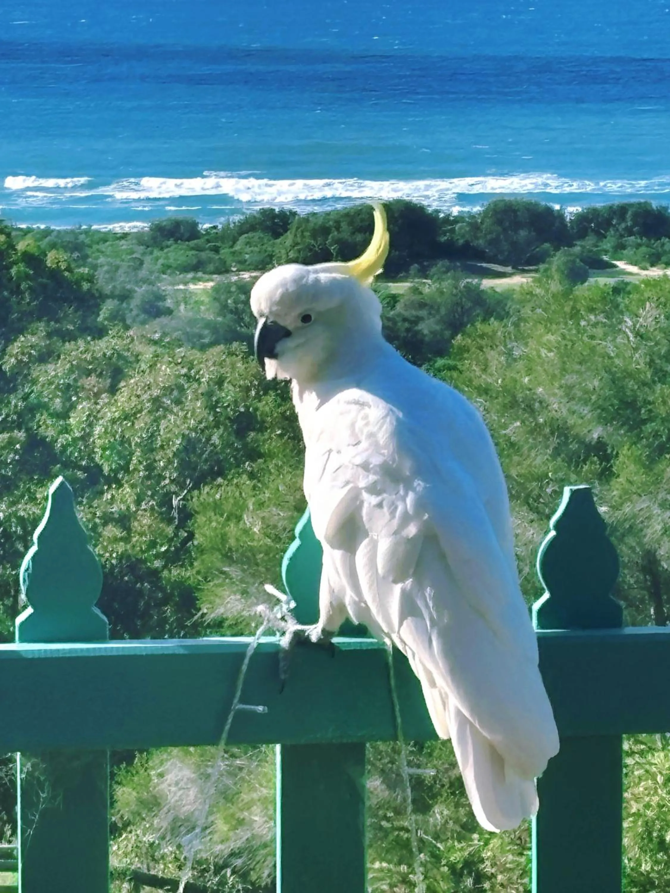 The Goat and Goose Bed & Breakfast