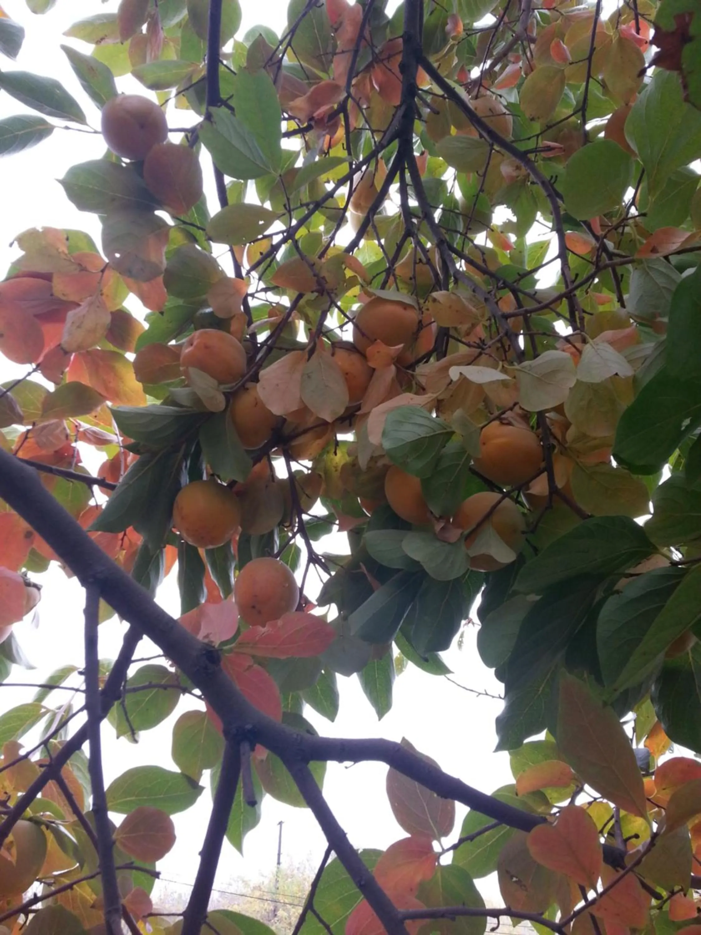 Other in Karaagac Green Edirne