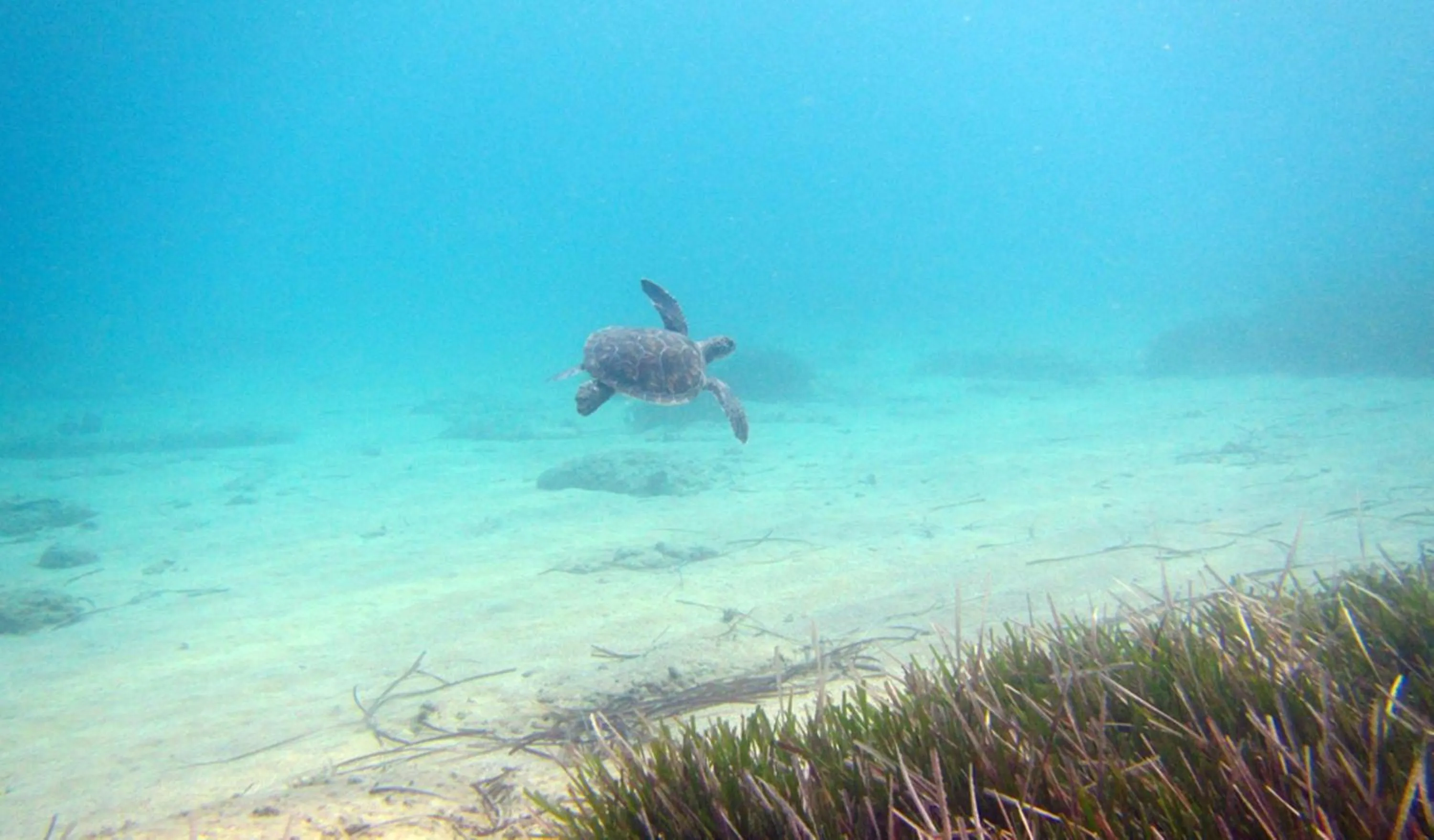 Diving in Dalyan Resort & Spa