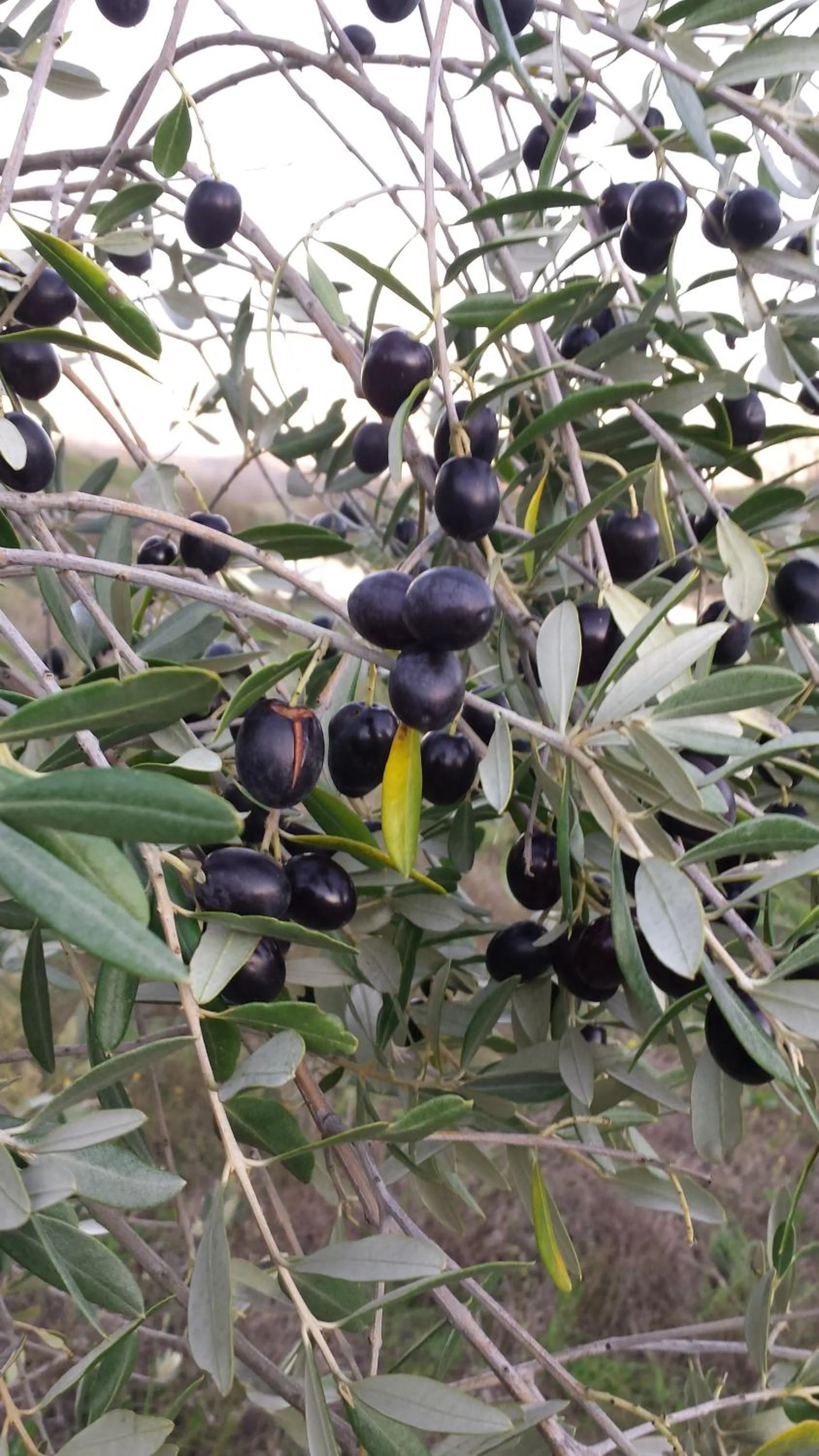 Other in Agriturismo Il Poggiarello