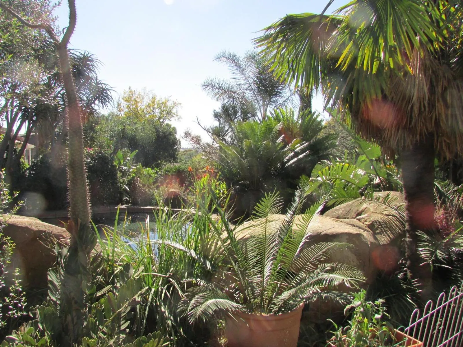 Garden in Acacia House Executive Suite