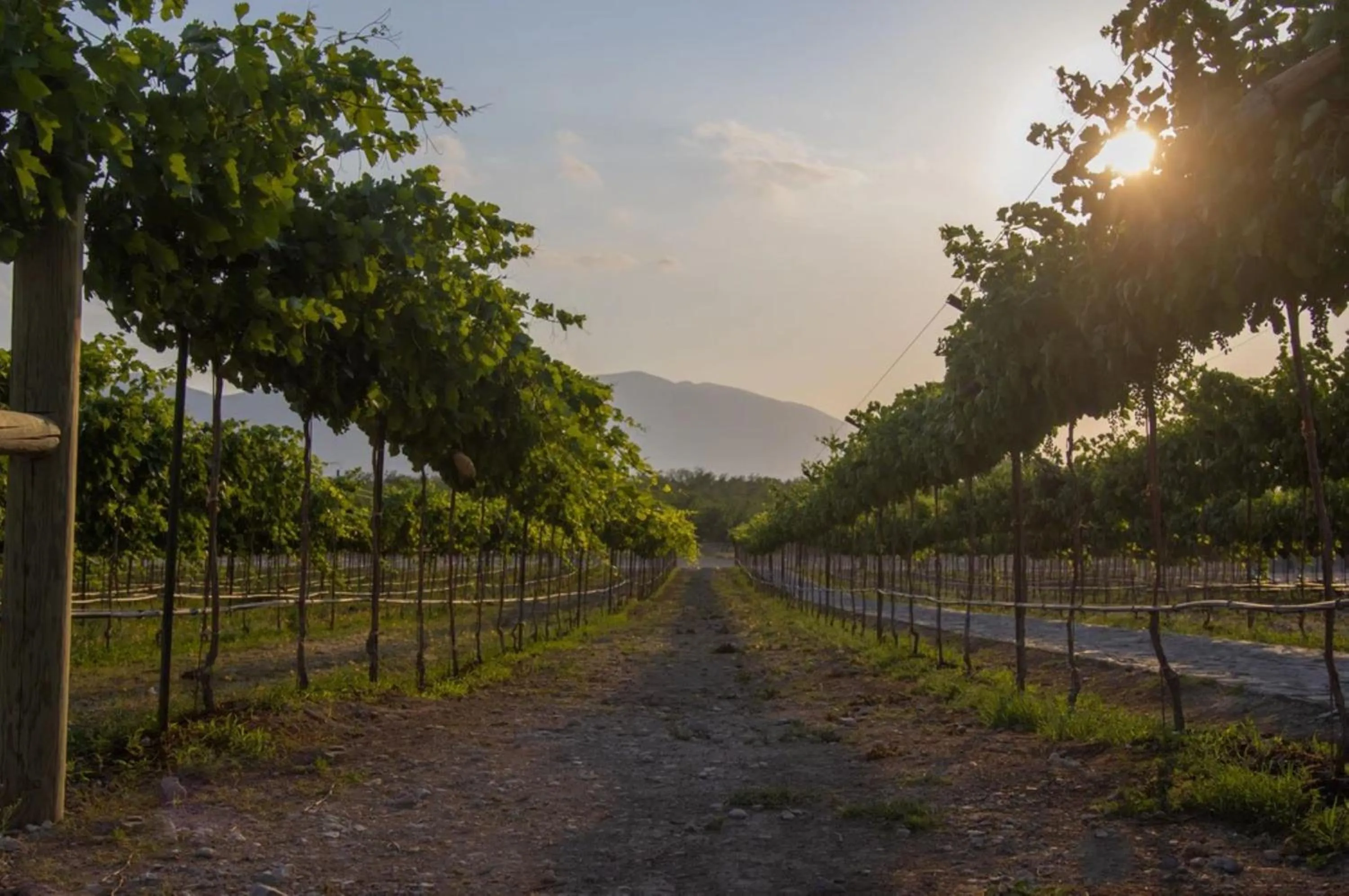 Natural landscape in Hotel Vinícola Parvada by Lumina