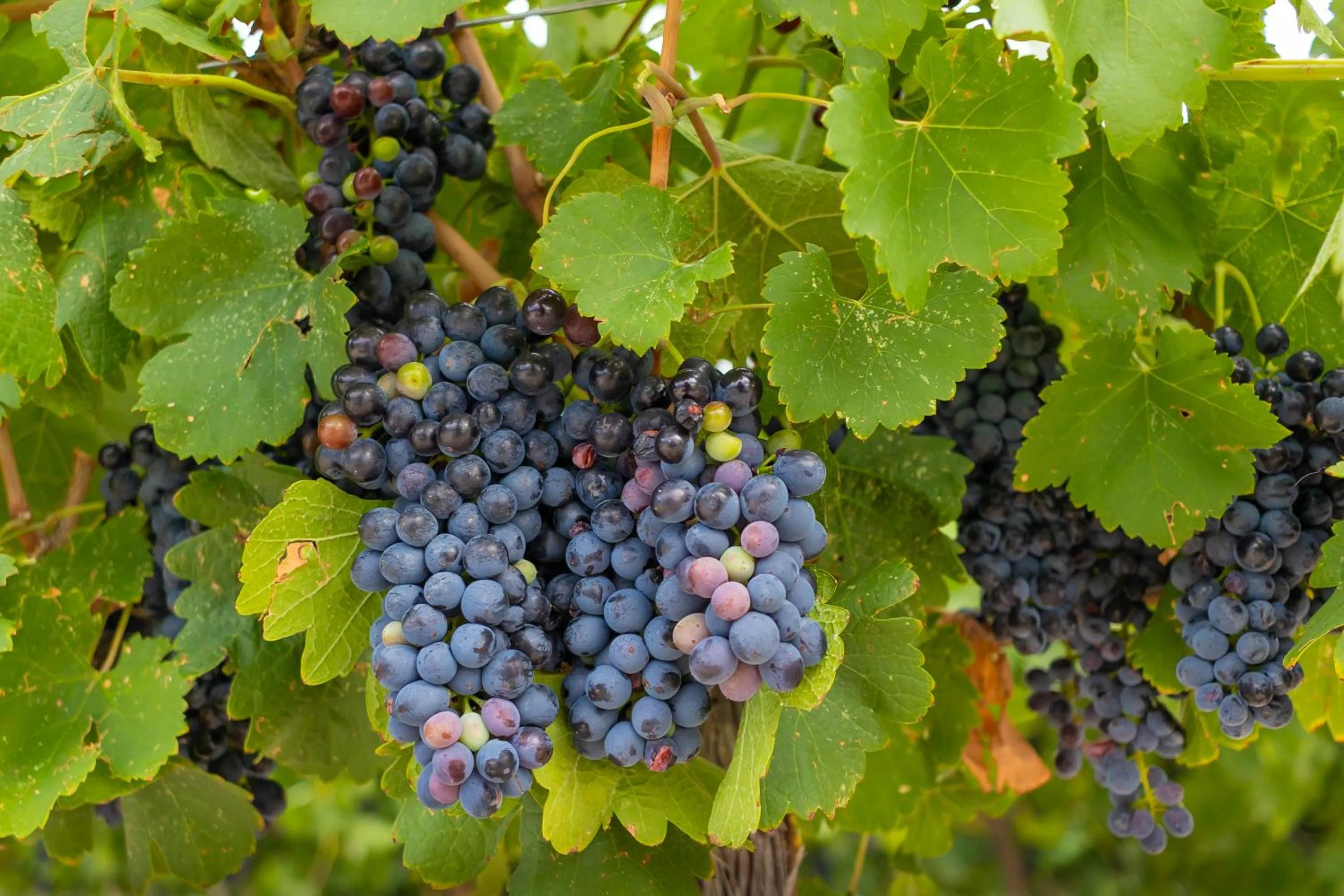 Food and drinks in Hotel Vinícola Parvada by Lumina