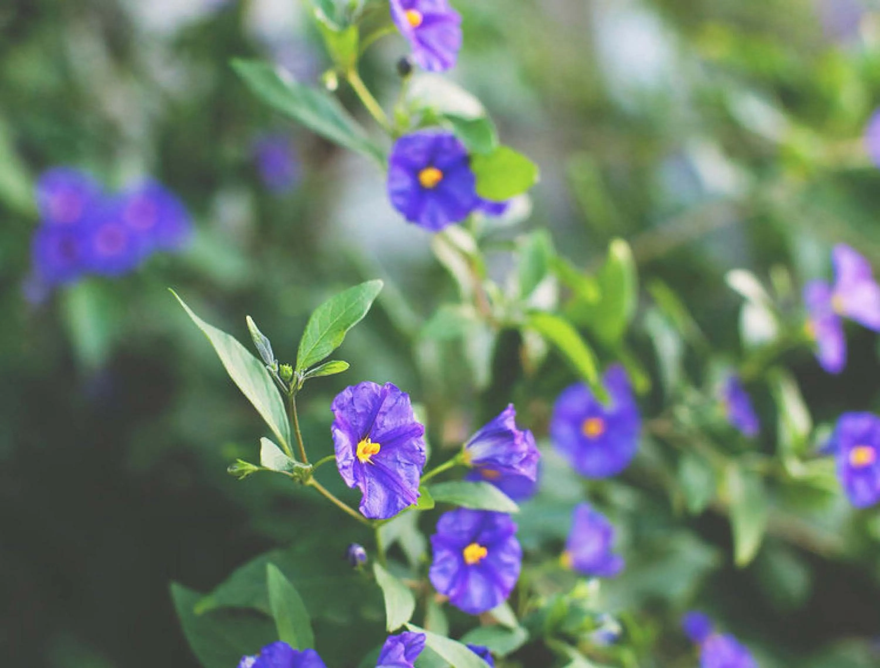 Garden in Back Bay Inn