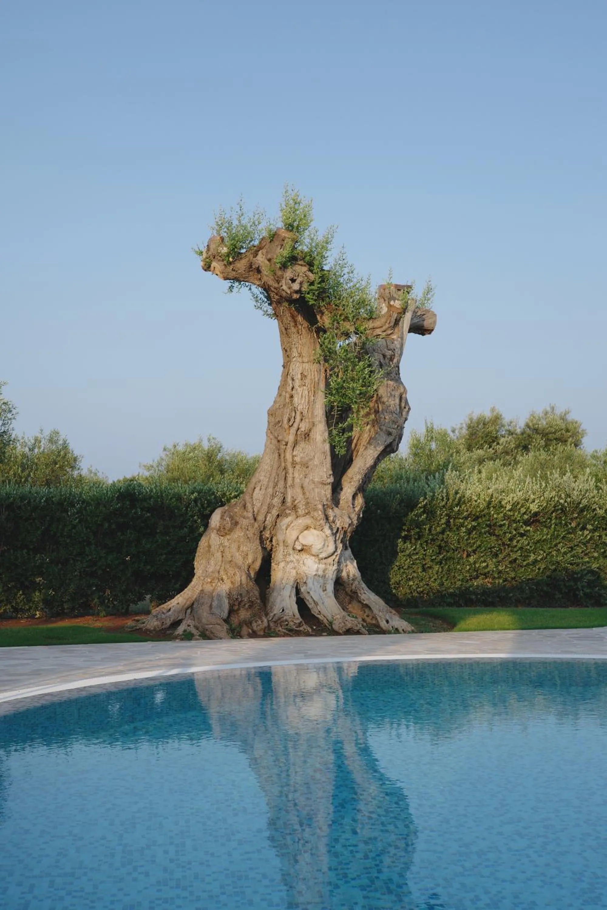 Swimming pool in L'Ulivo Bed and Breakfast