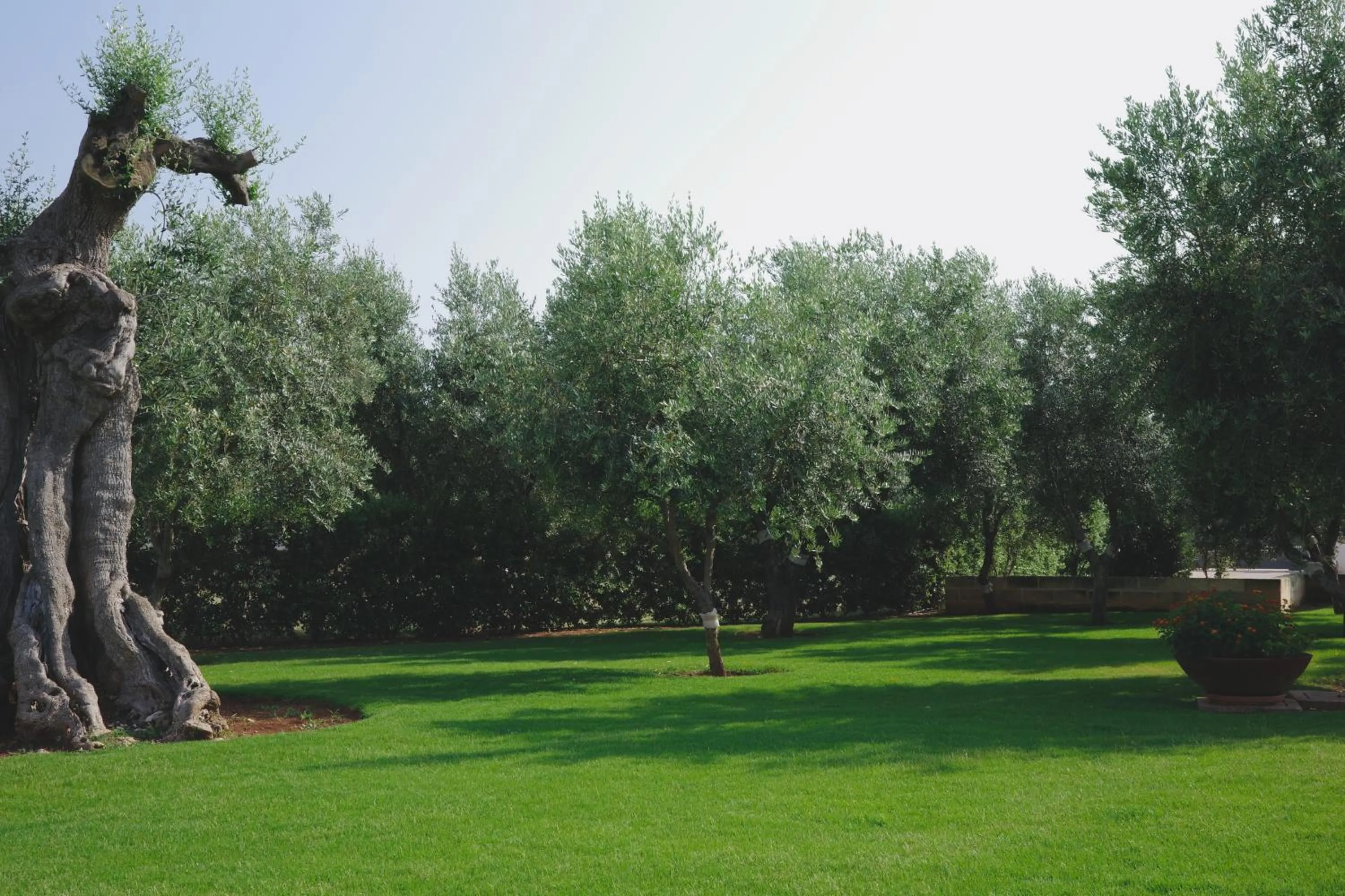 Garden in L'Ulivo Bed and Breakfast