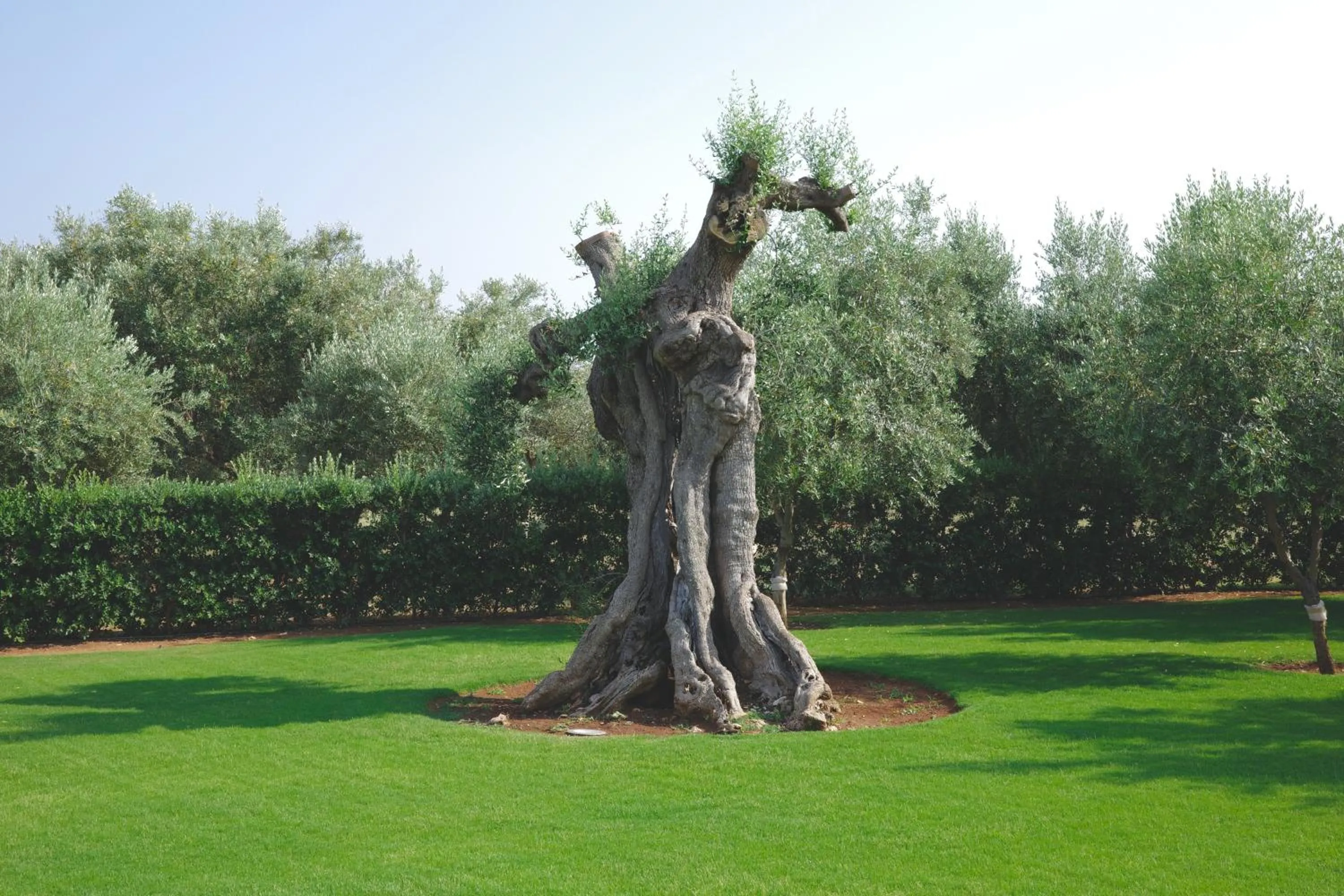 Garden in L'Ulivo Bed and Breakfast