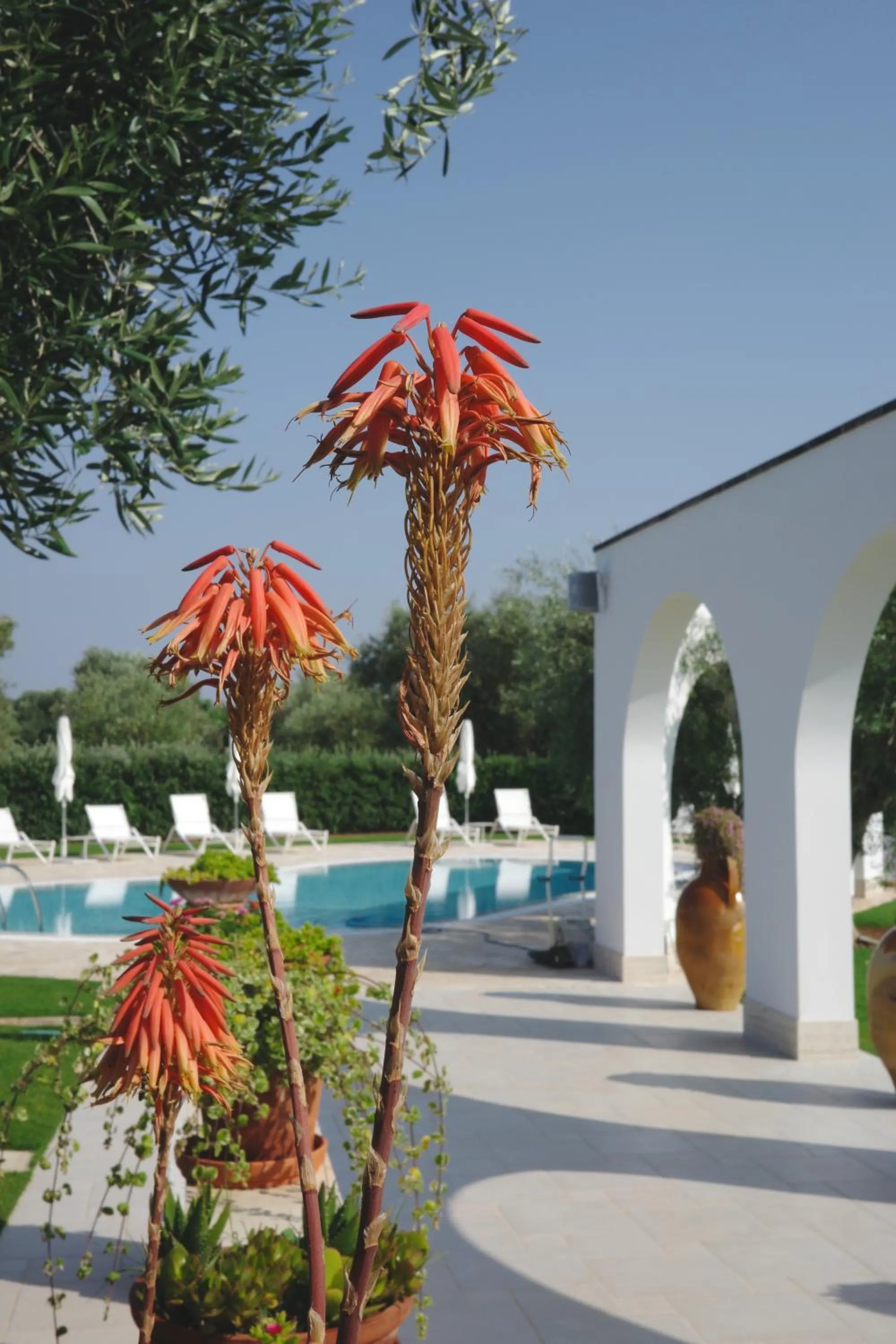 Swimming pool in L'Ulivo Bed and Breakfast