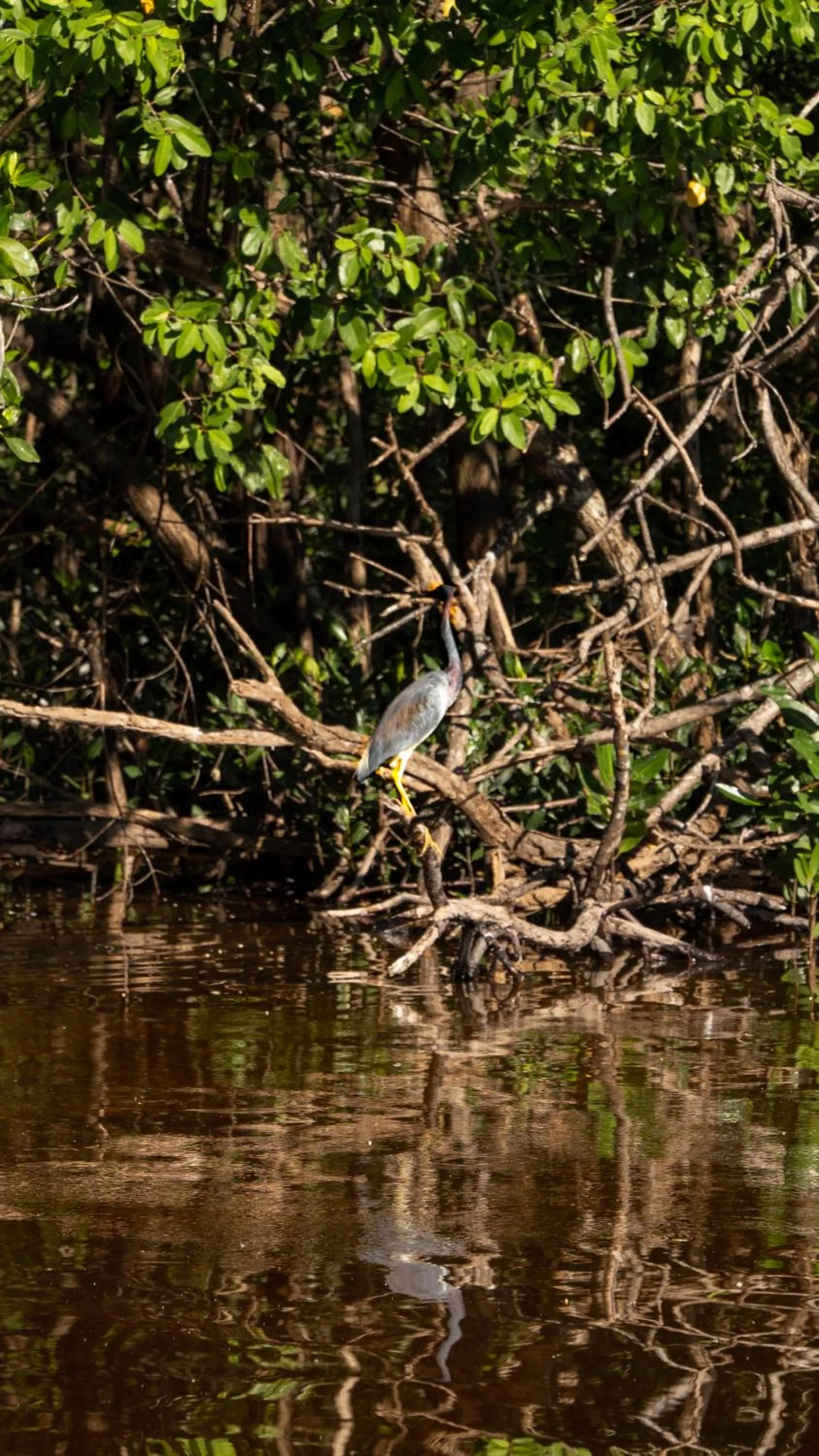 Spring in Totem Beach Club - Celestun