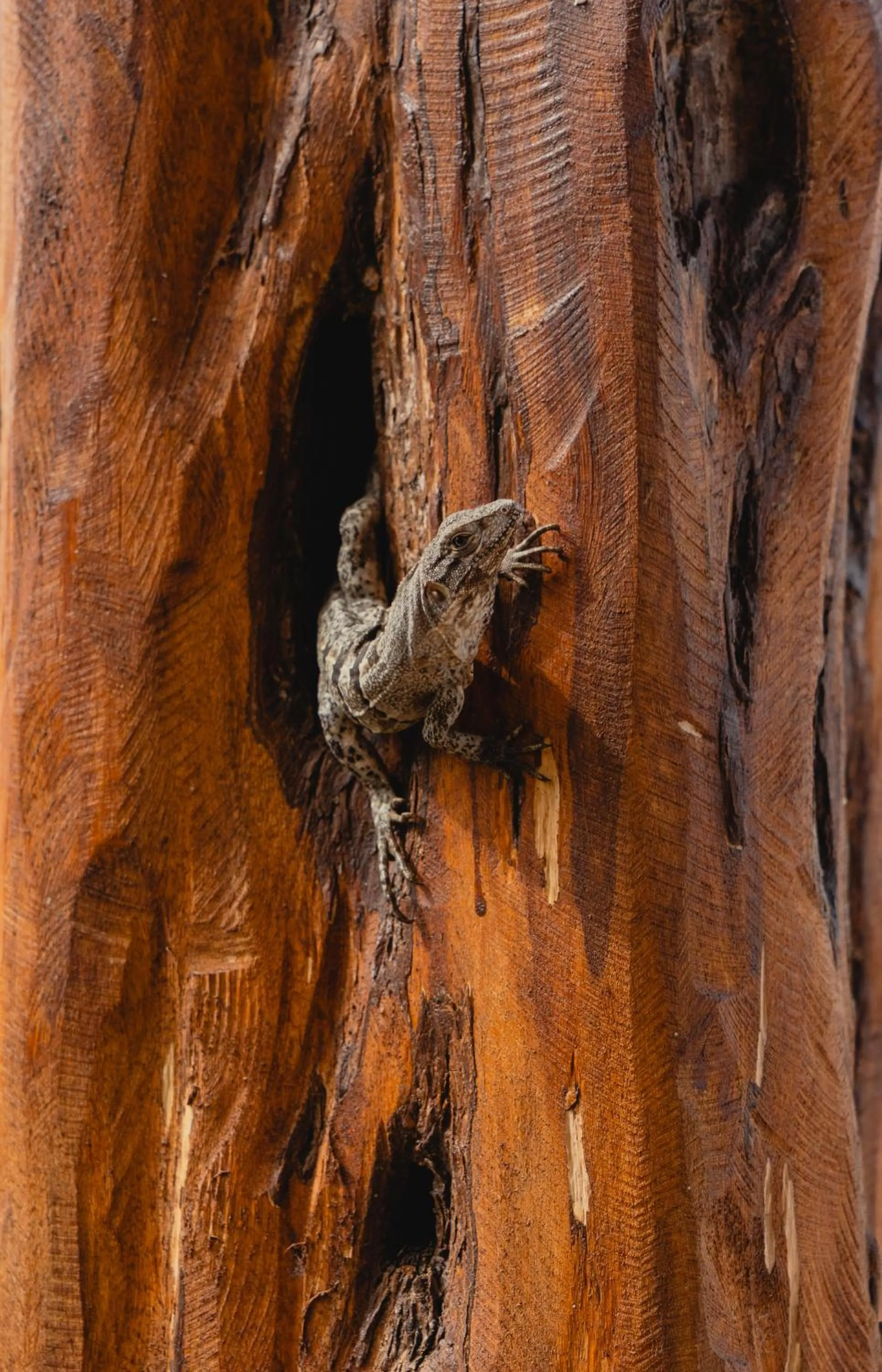 Property building in Totem Beach Club - Celestun