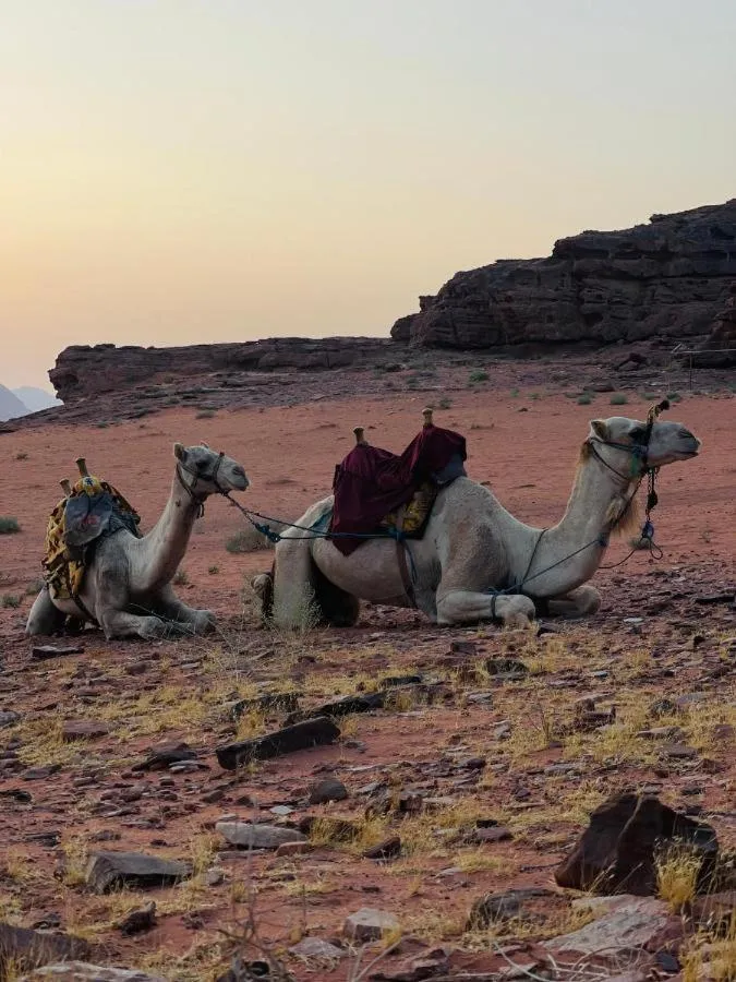 Activities in Bedouin& camp