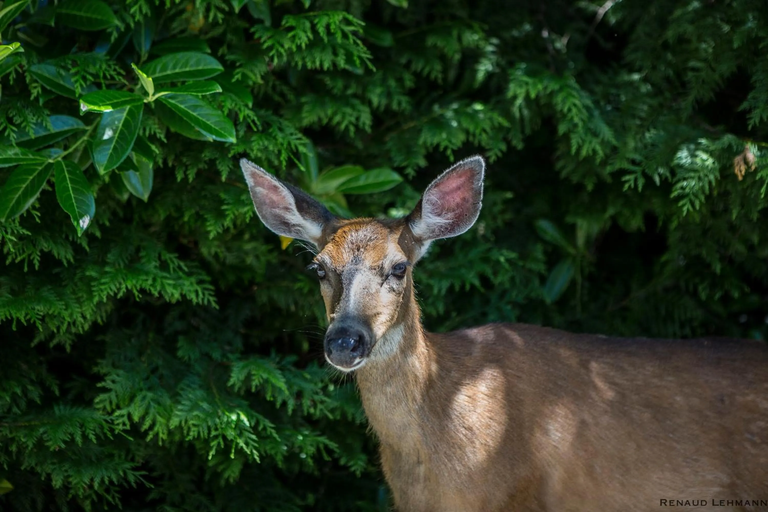 Animals in Madeira Park Oceanview Suites