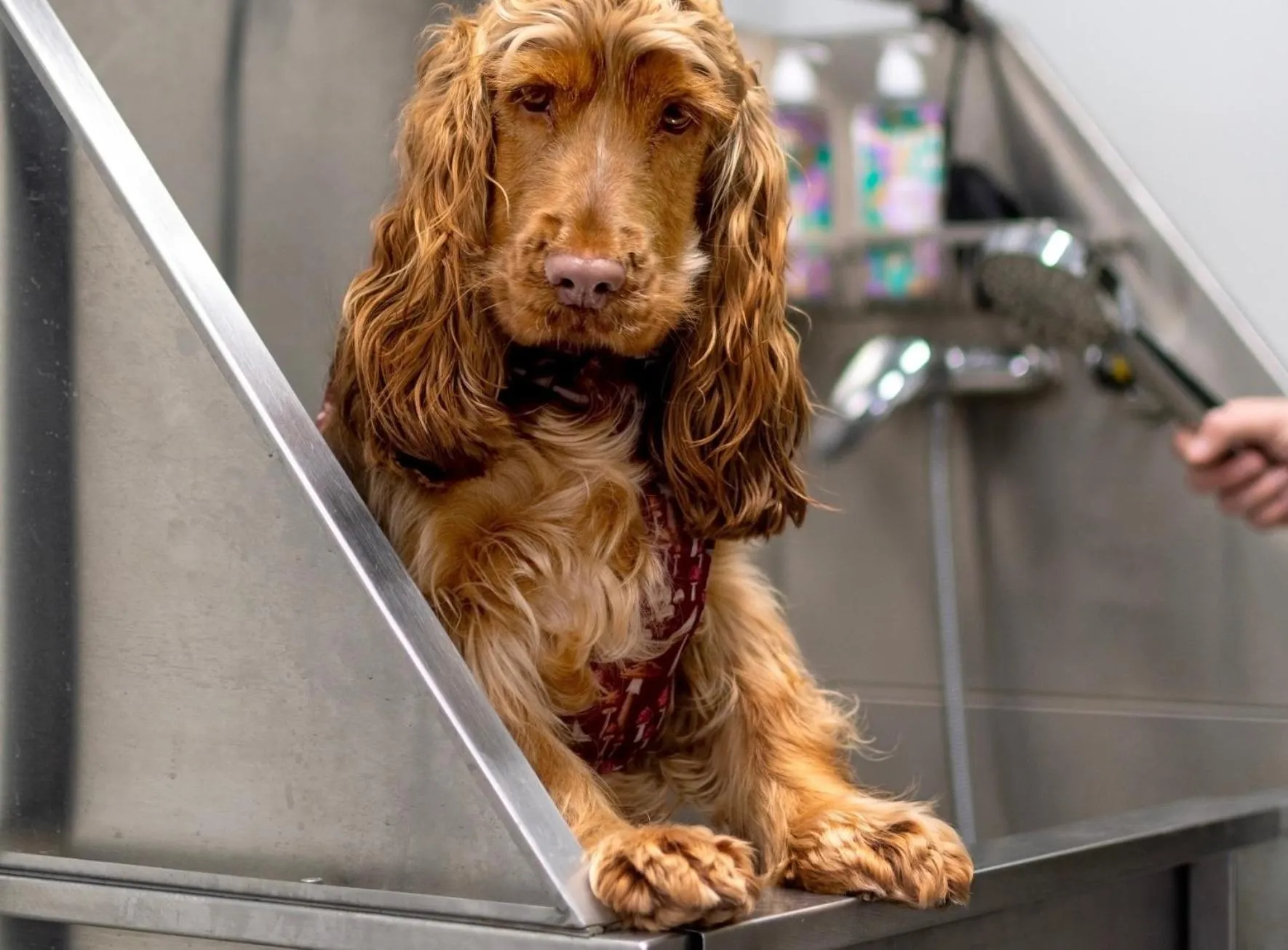 Pets in Bike & Boot Inns Peak District - Leisure Hotels for Now