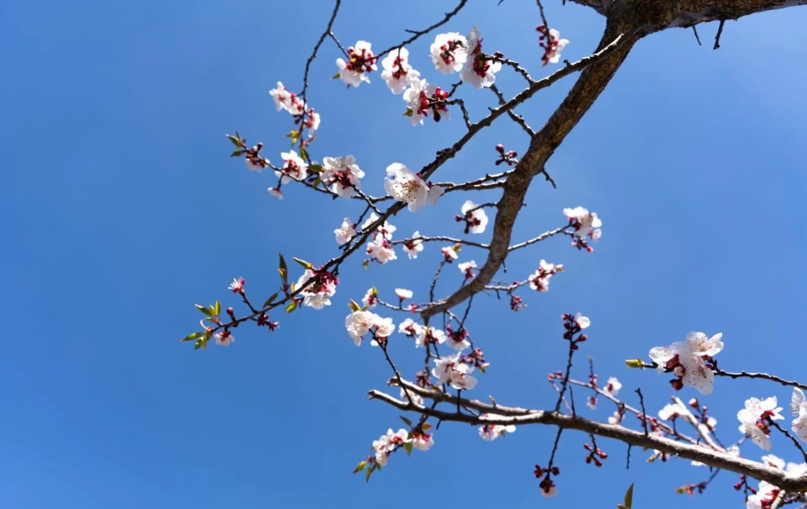 Day in Shree Parijat Resort - Luxury Resort in Mukteshwar