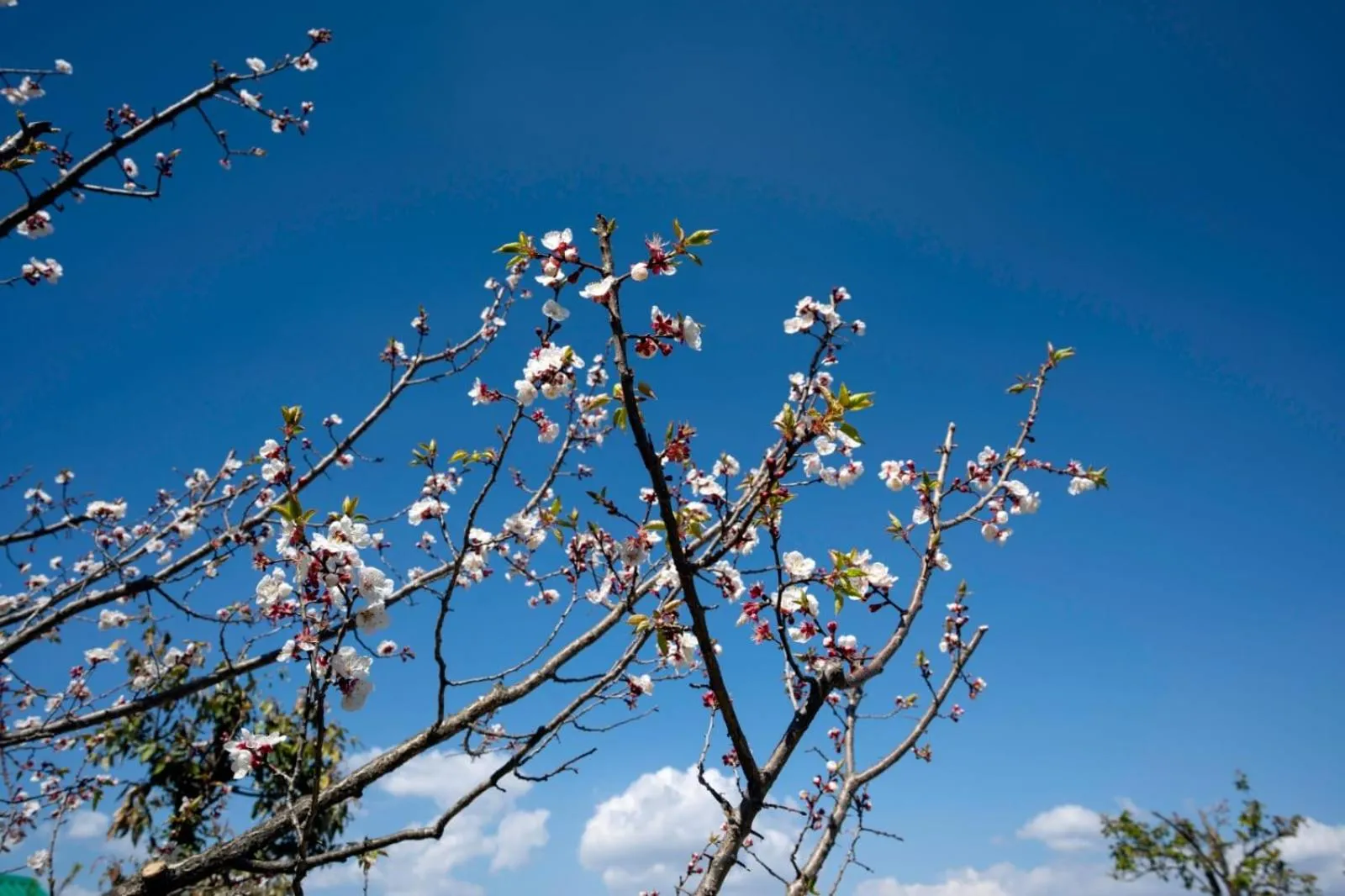 Day in Shree Parijat Resort - Luxury Resort in Mukteshwar