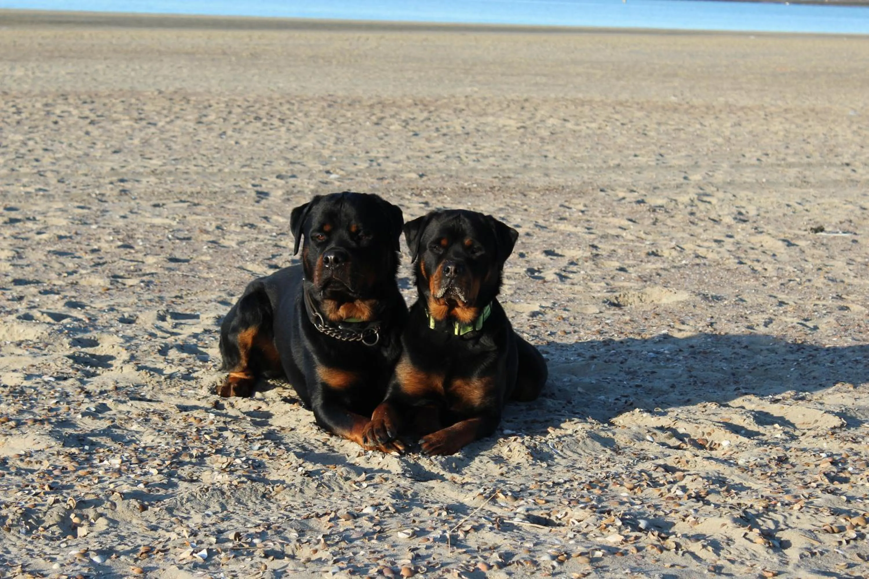 Pets in Hotel Restaurant 't Klokje