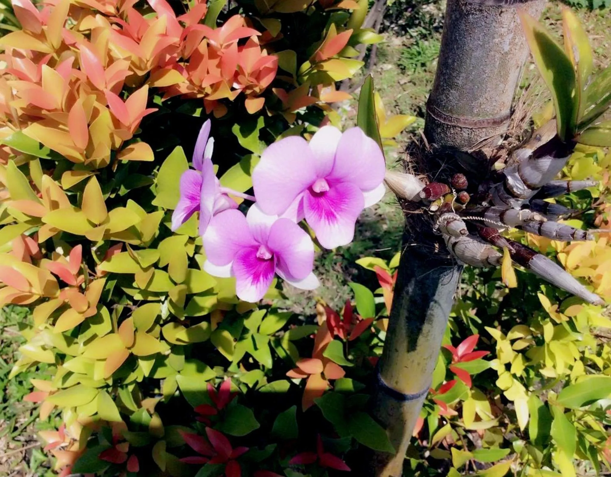 Decorative detail in Lanta Wanida Resort