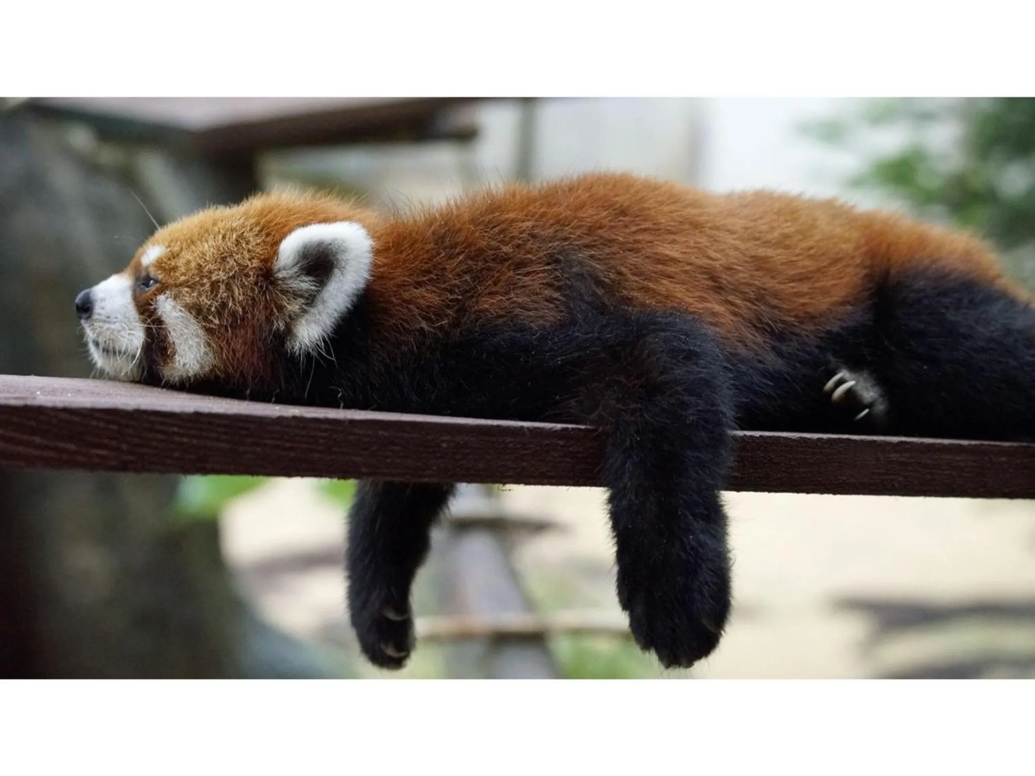 Yamashiro Onsen Yuzankaku - Vacation STAY 86432v