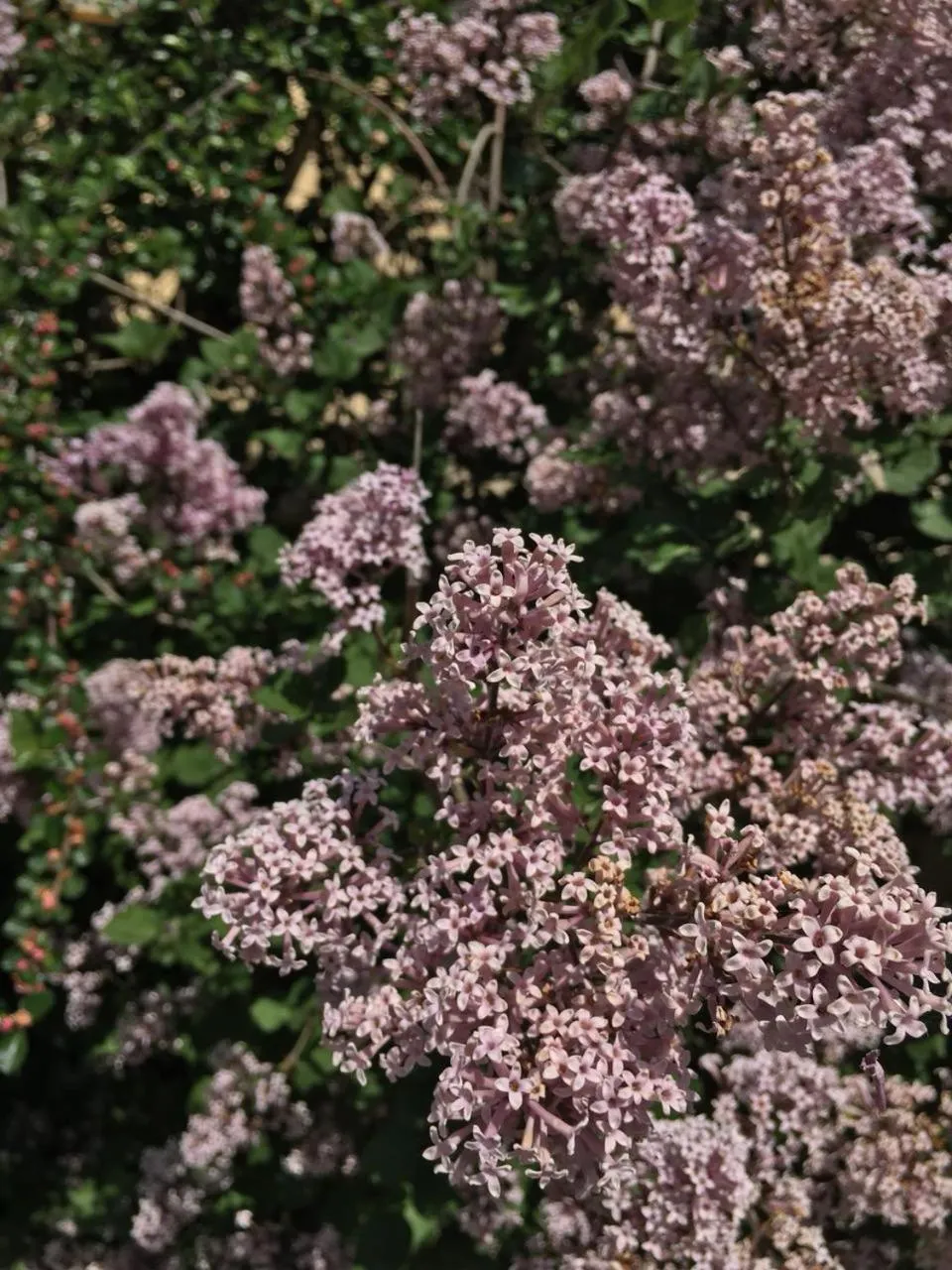 Spring in Arina Villa