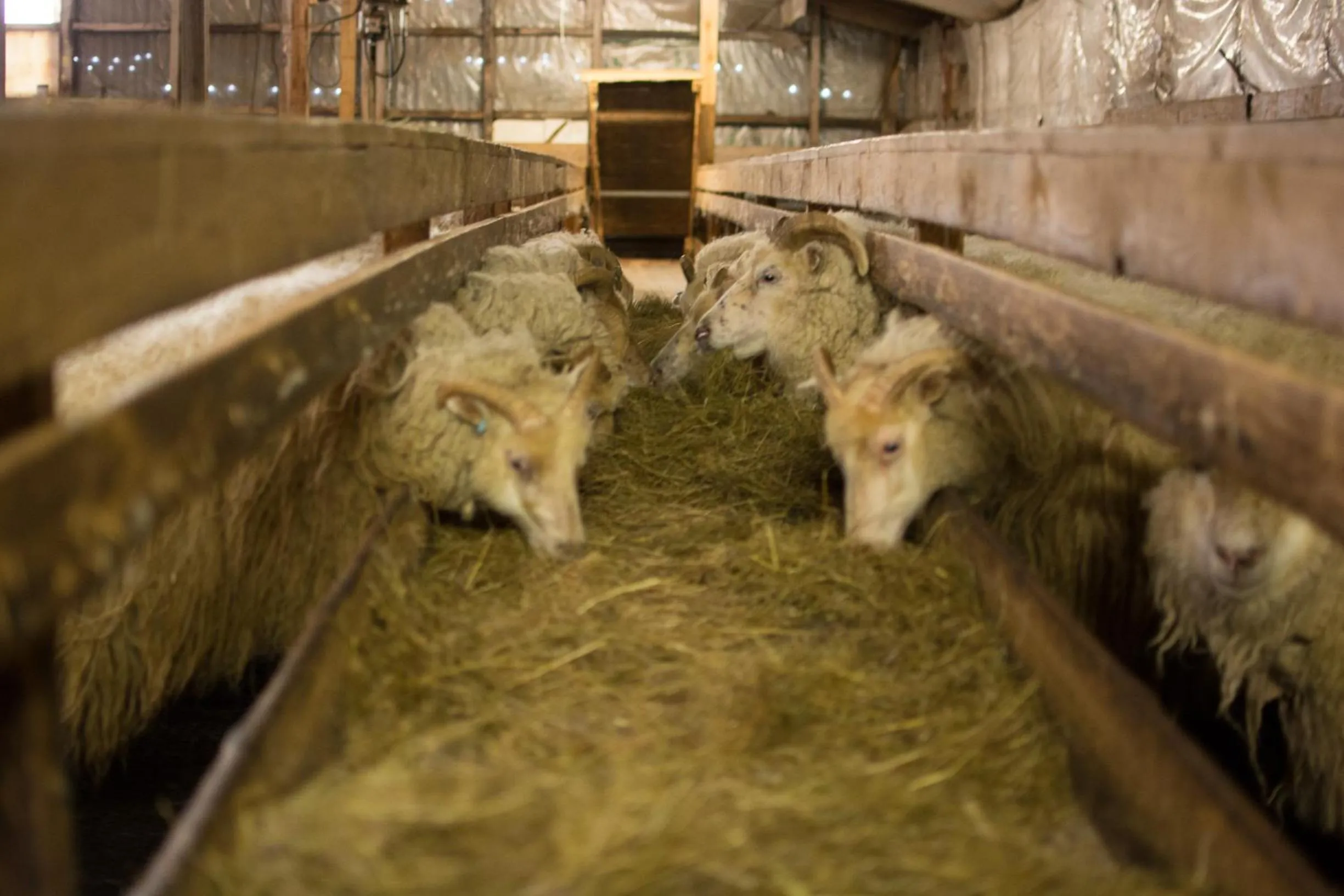 Pets in Bragdavellir Cottages
