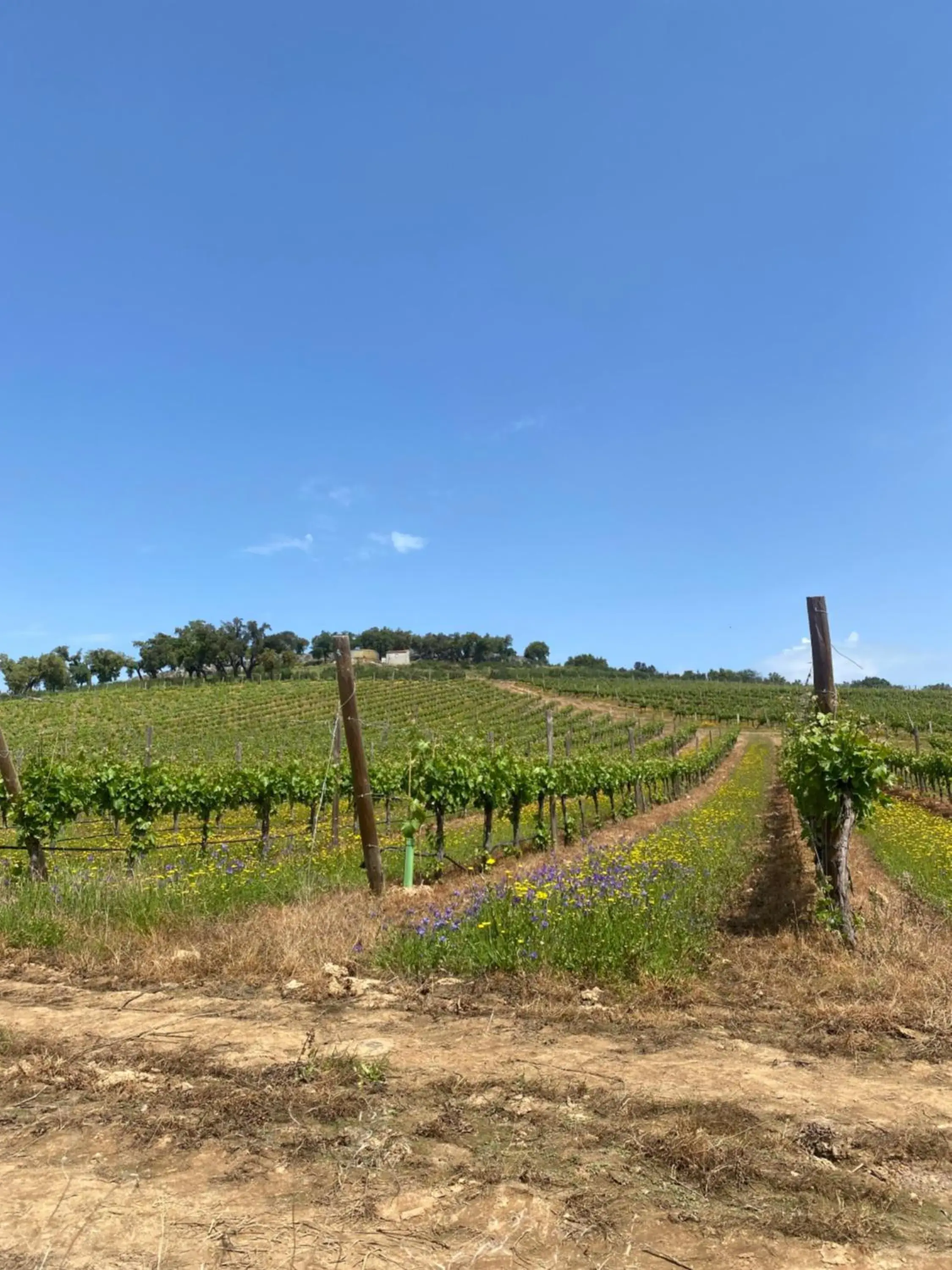 Monte da Esperanca Monte da Esperanca