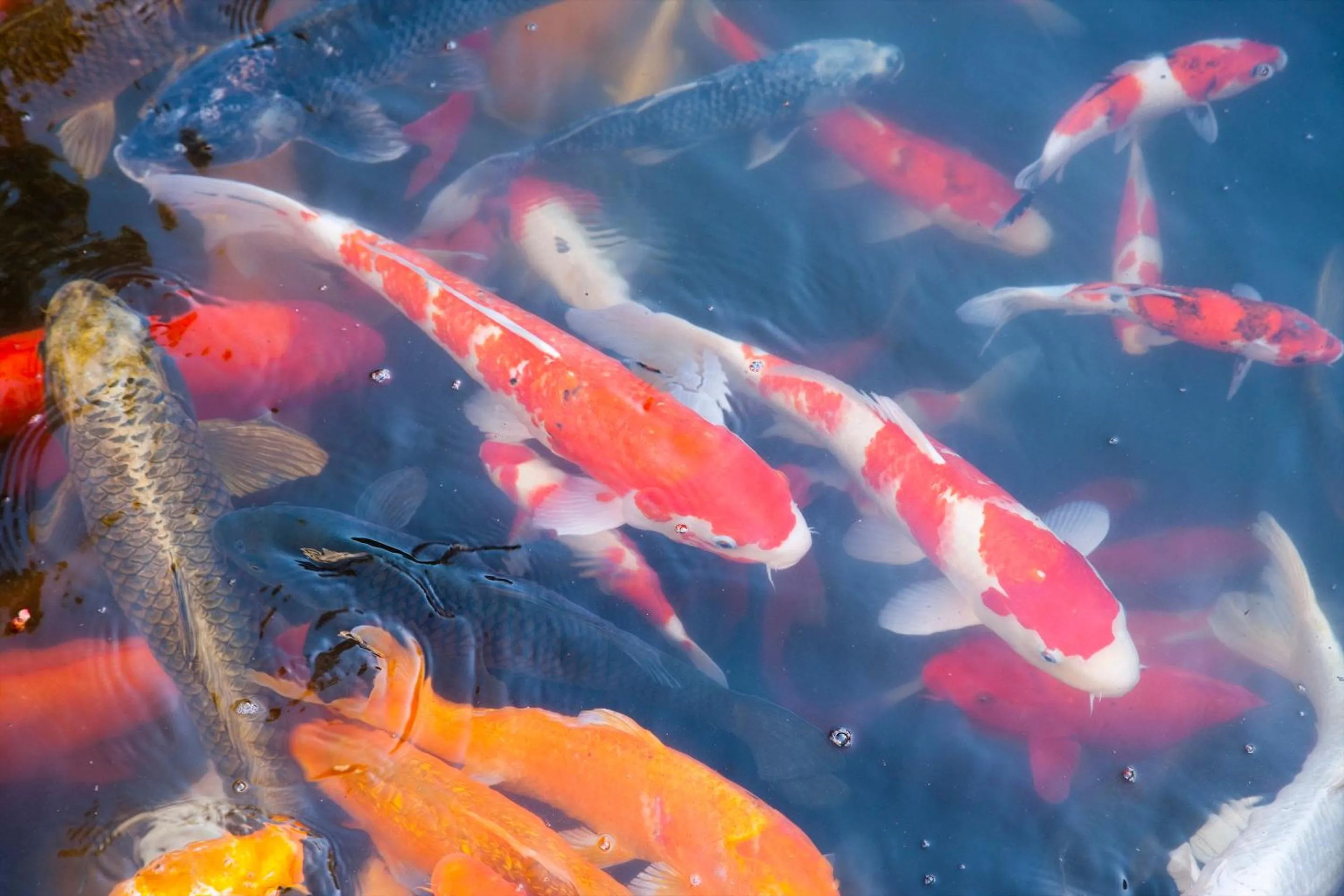 Garden in Hotel Sekifu