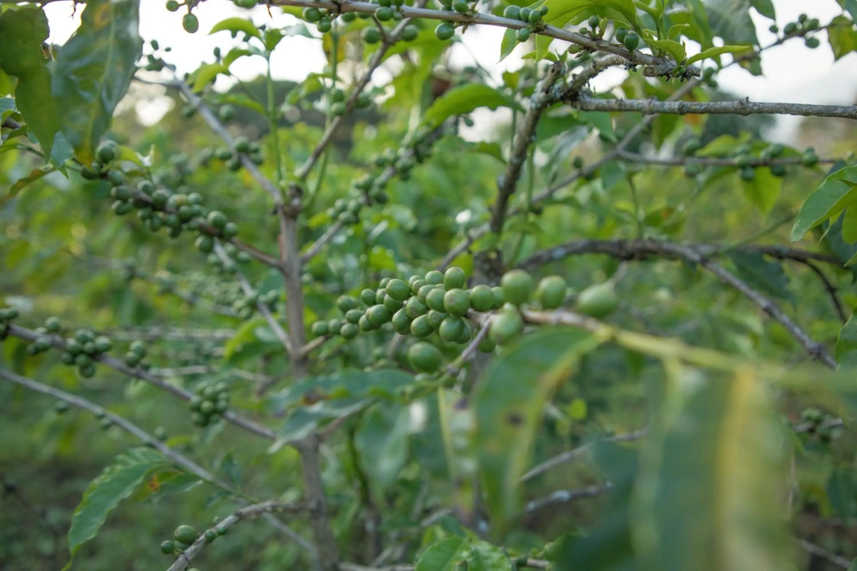 Natural landscape in Lake Duluti Lodge
