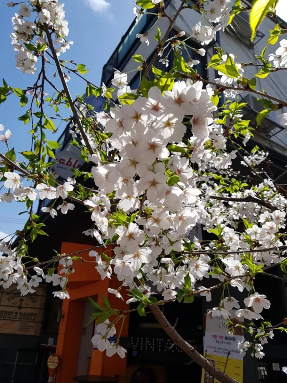 Spring in Able Guesthouse Hongdae