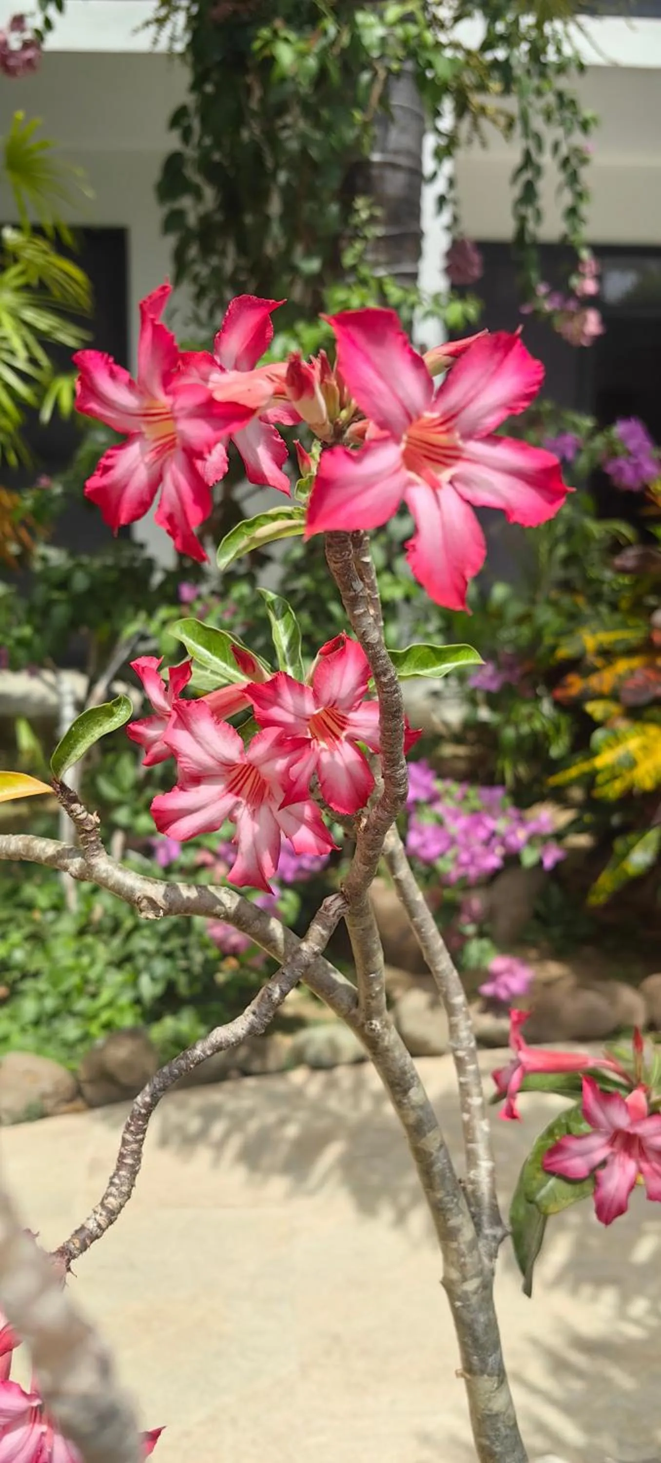 Garden in Ocean Breeze Apartment Hotel