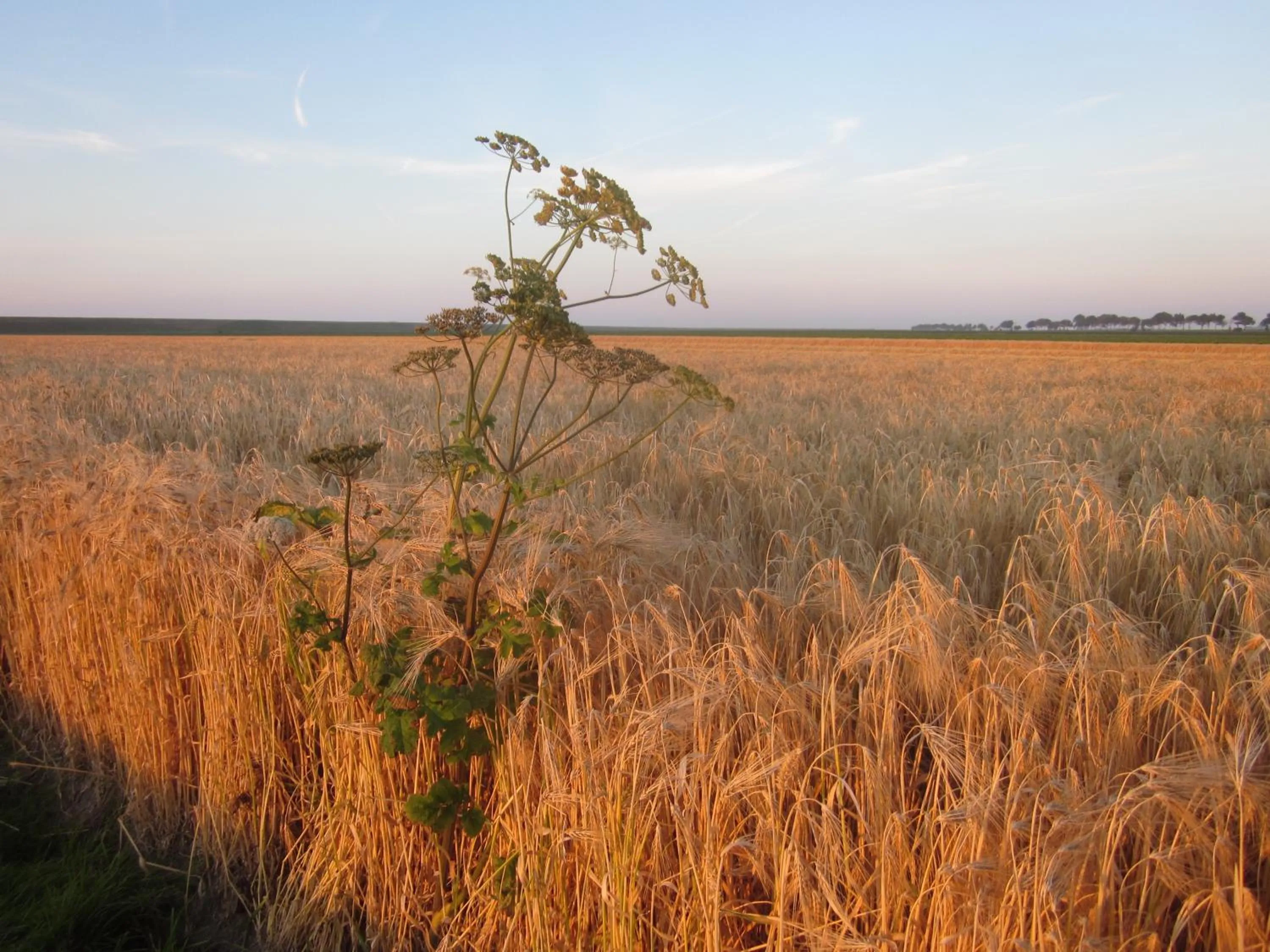 Summer in Finisterre