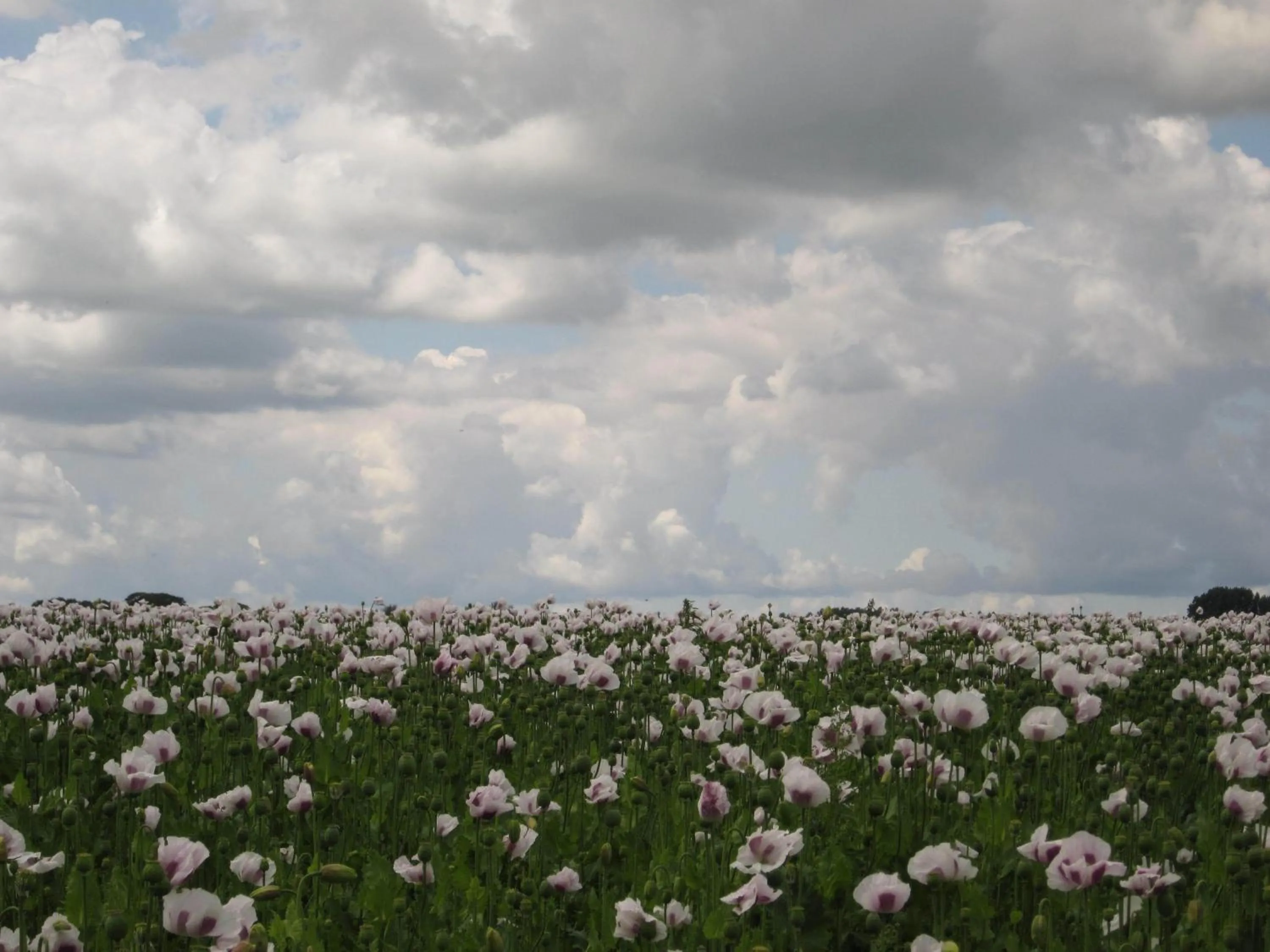 Spring in Finisterre