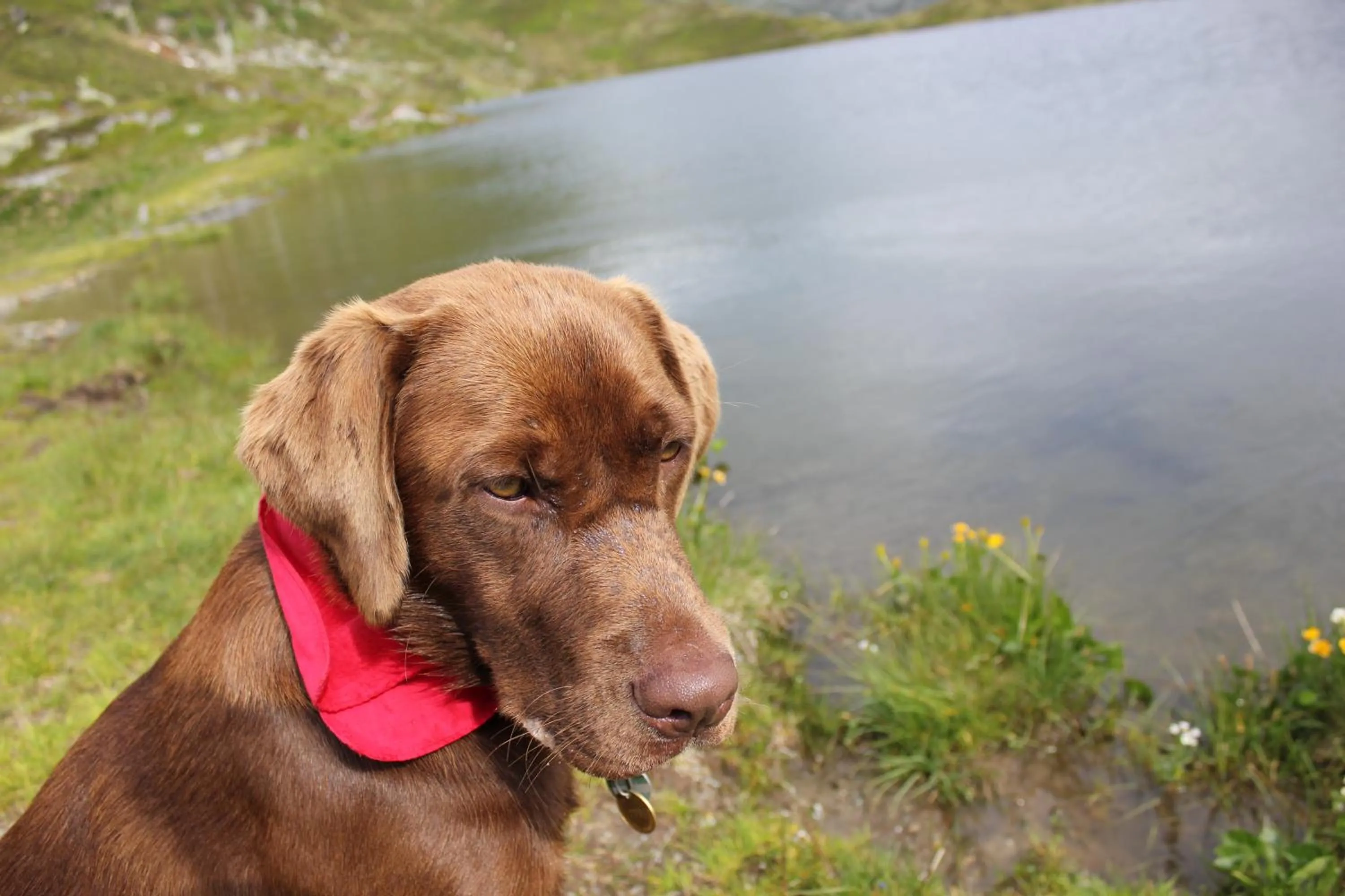 Pets in Landhaus Ager