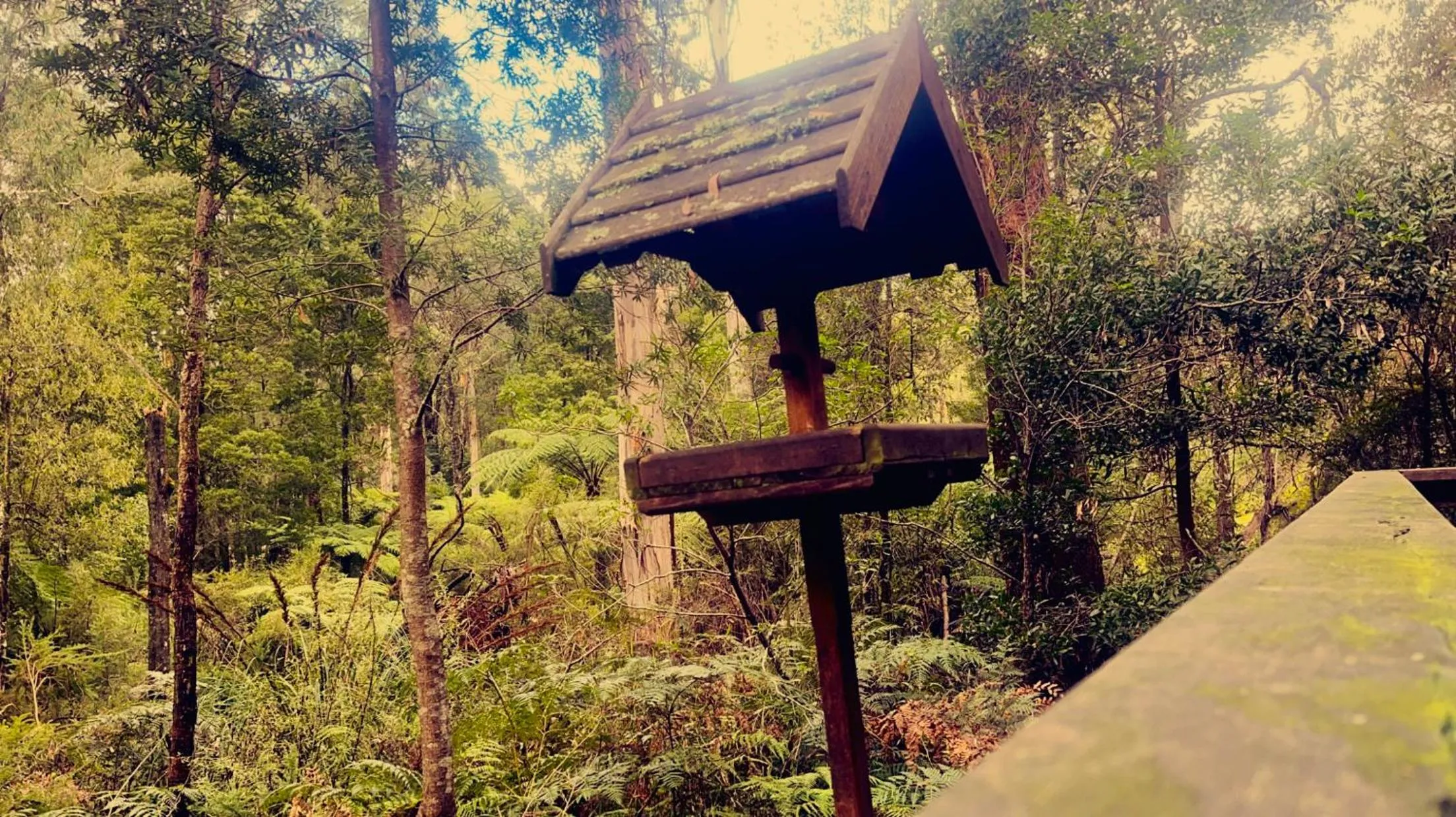 Woodlands rainforest retreat