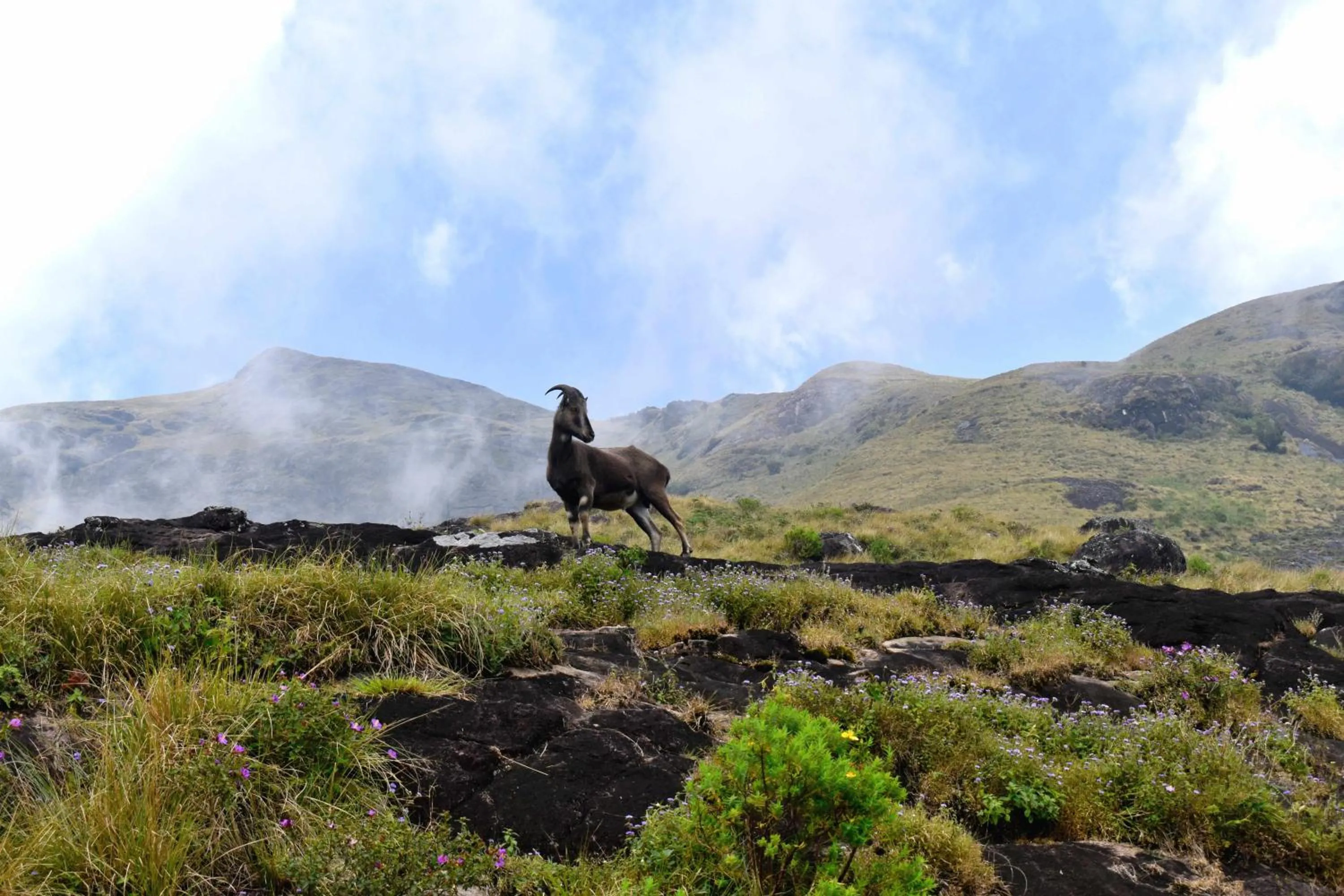 Other in Moon Wings Mountain Resort, Kanthalloor