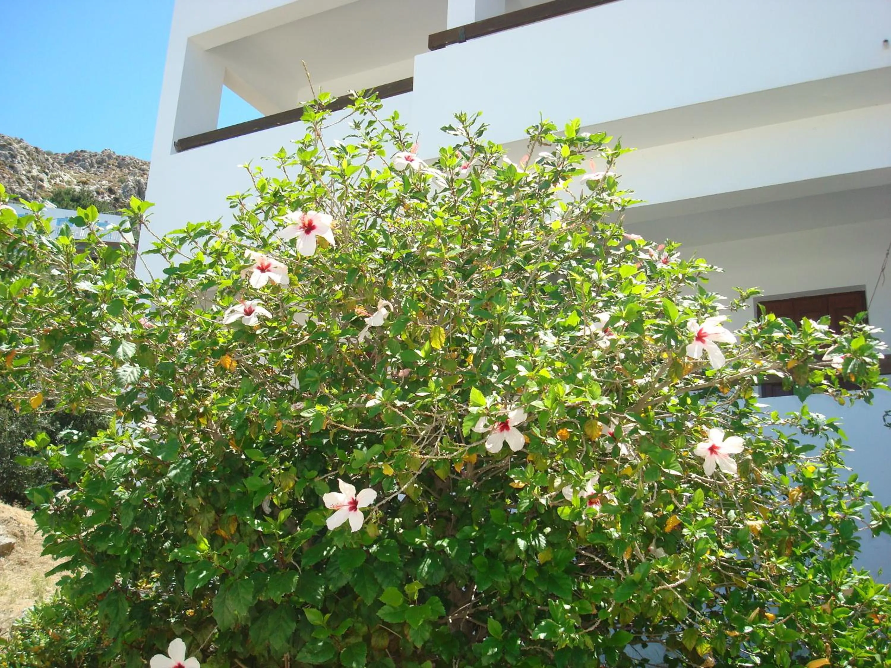 Facade/entrance in Pegasus