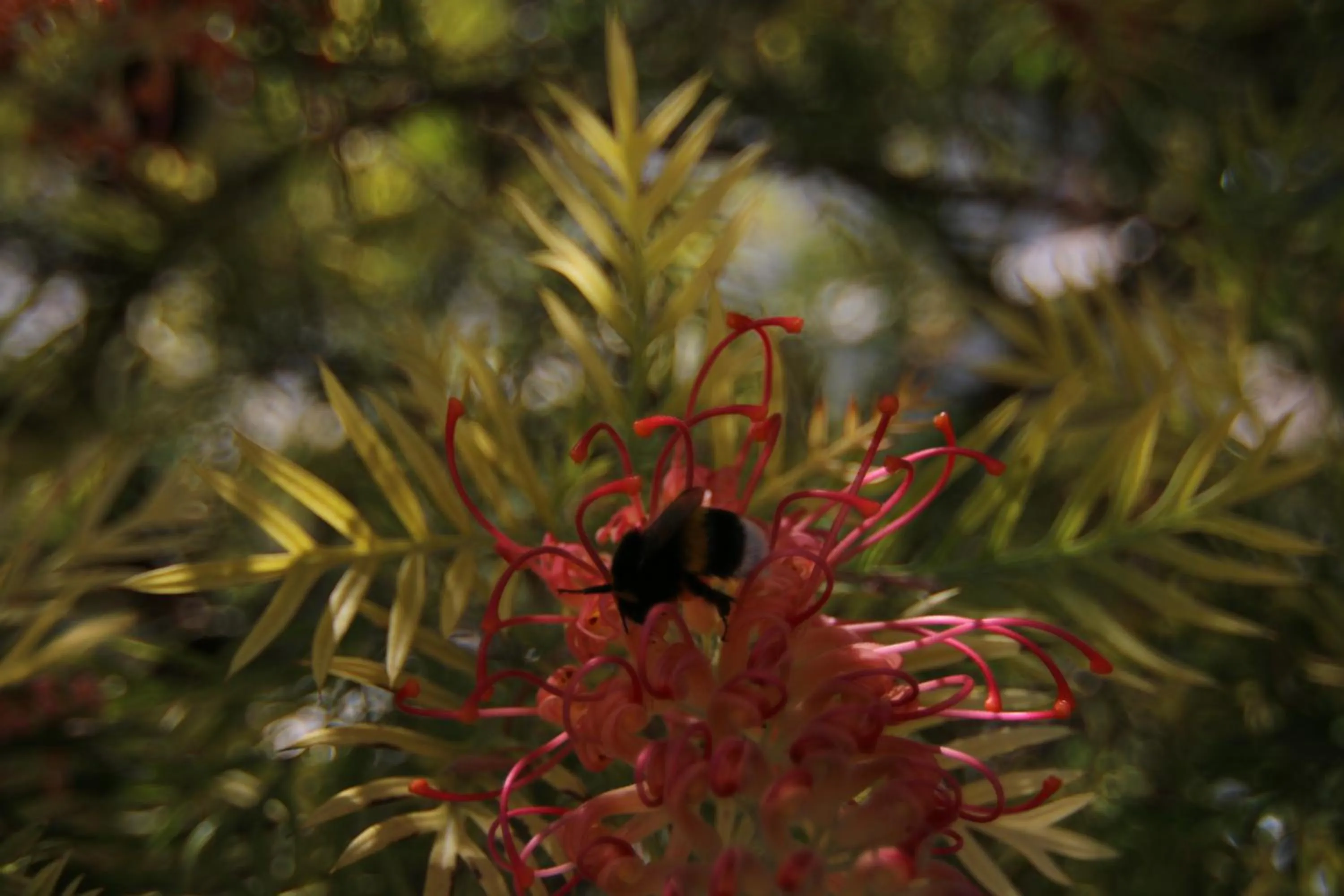 Garden in B & B Paradise