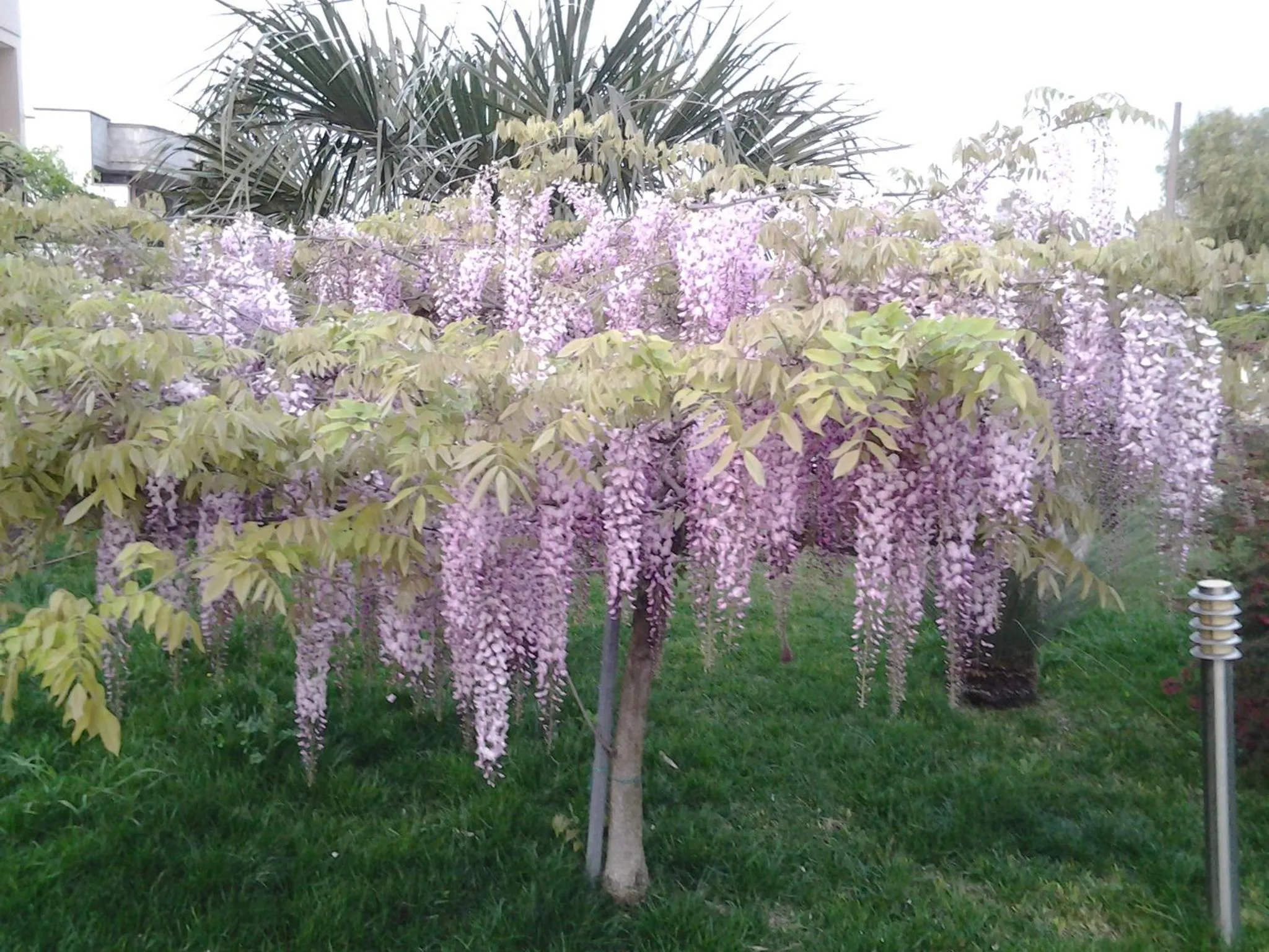 Garden in B & B Paradise