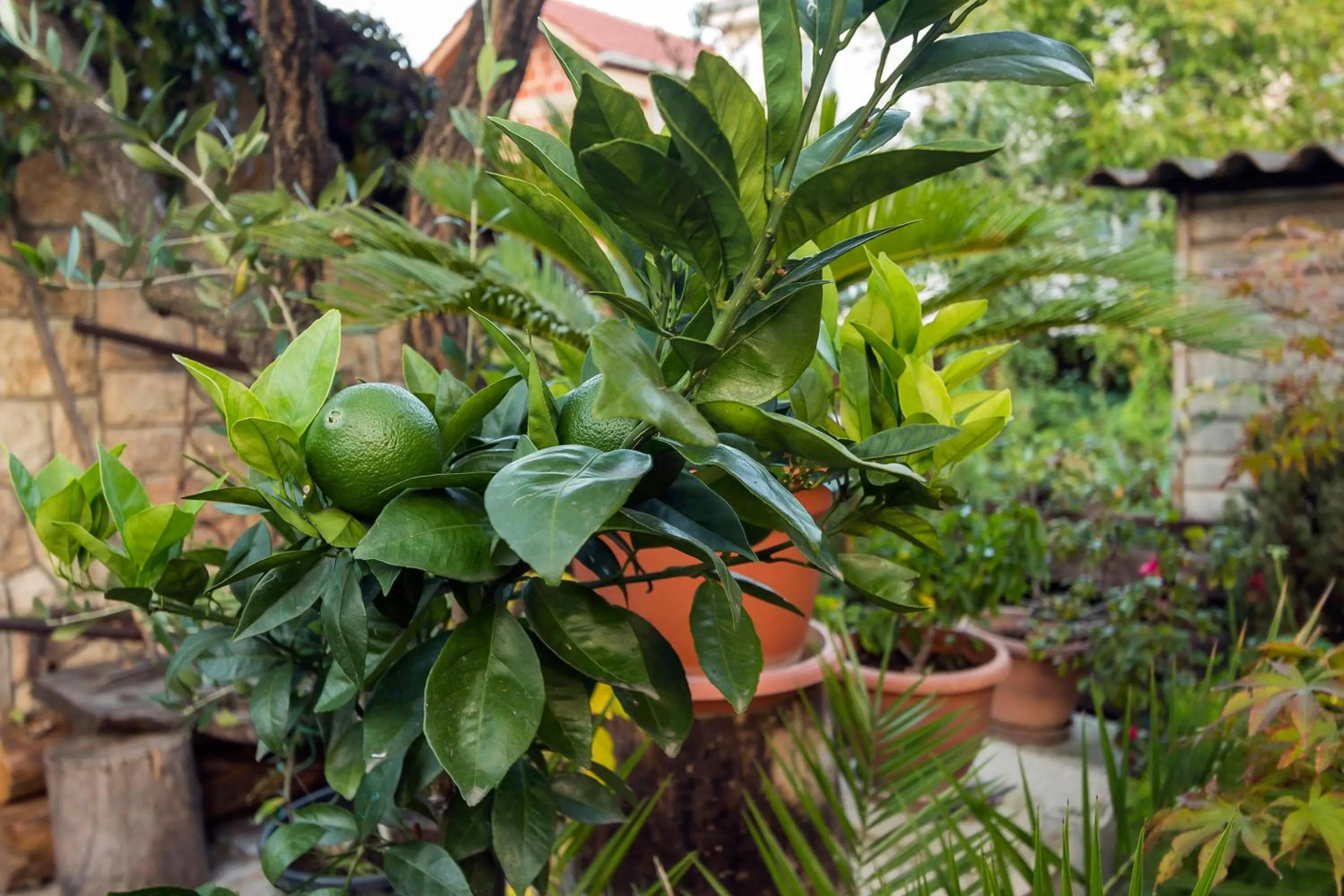 Garden in Bitrak Guest House
