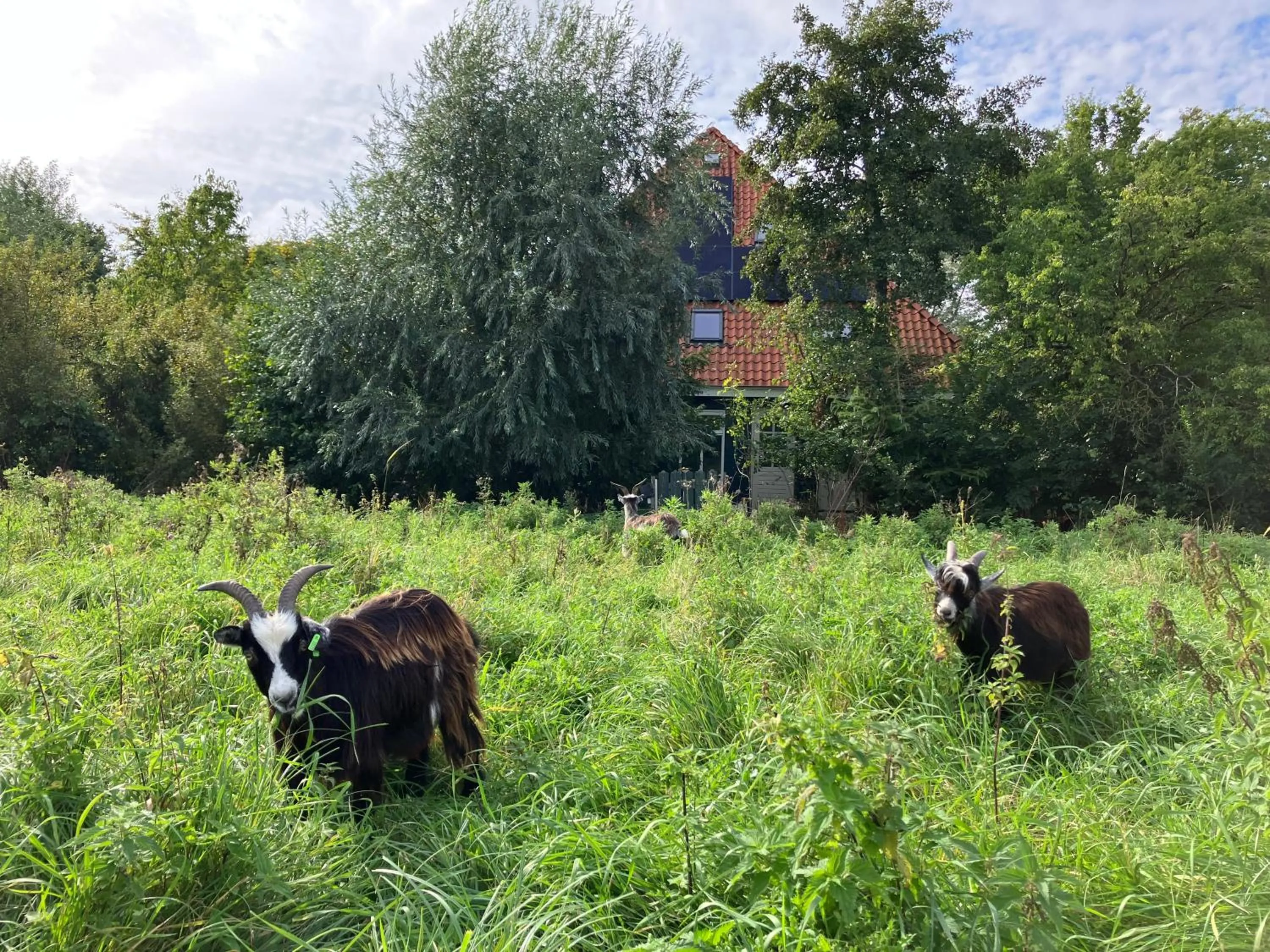 Inn Het Nest