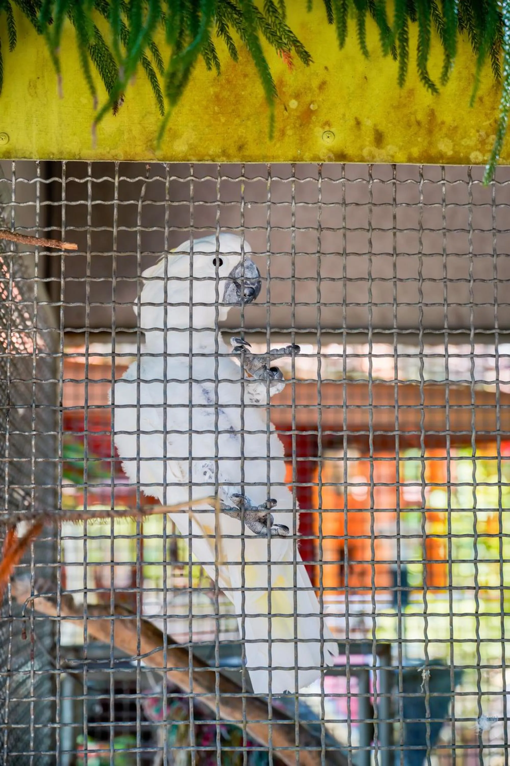 Animals in Happy Garden Resort Betong