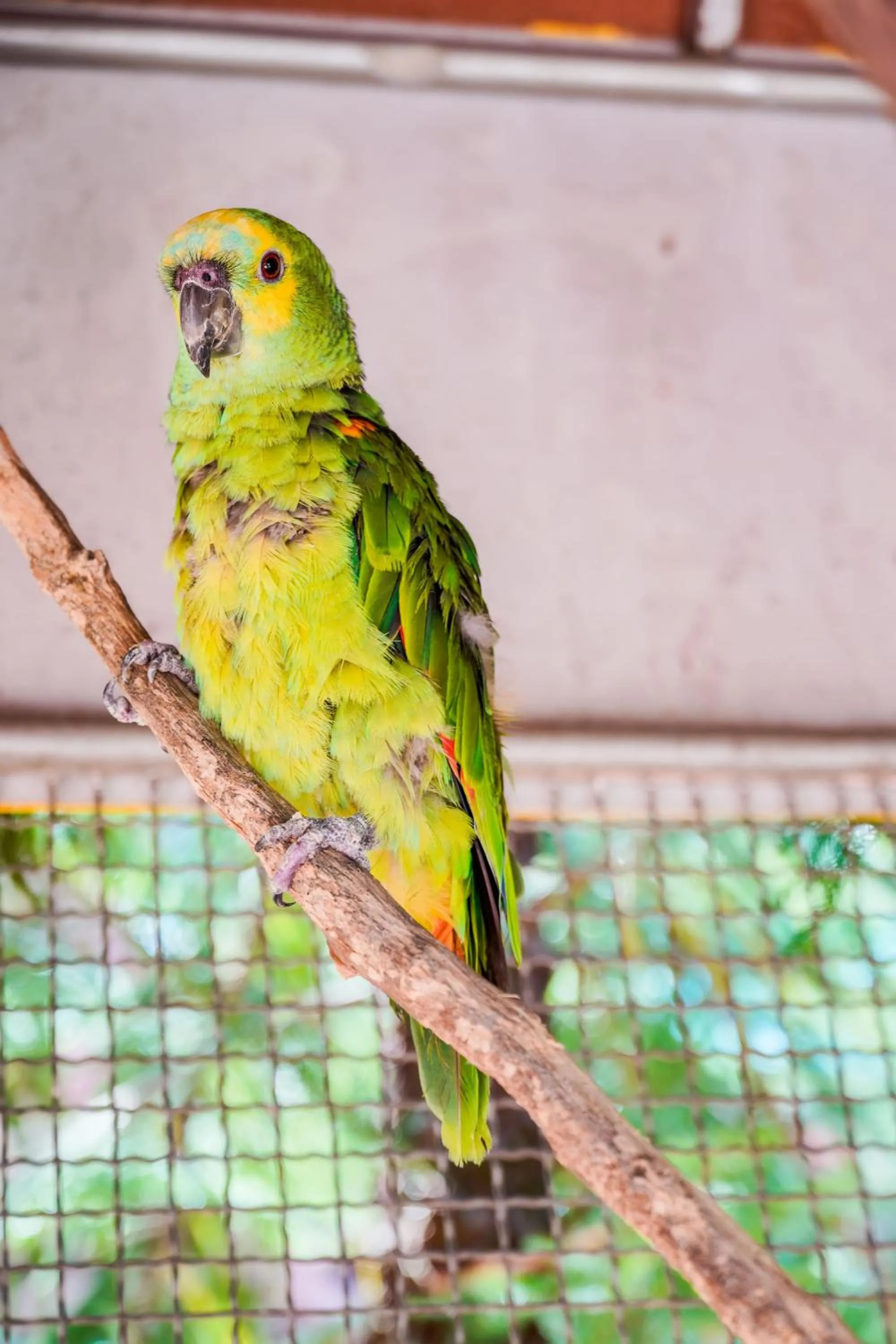 Animals in Happy Garden Resort Betong