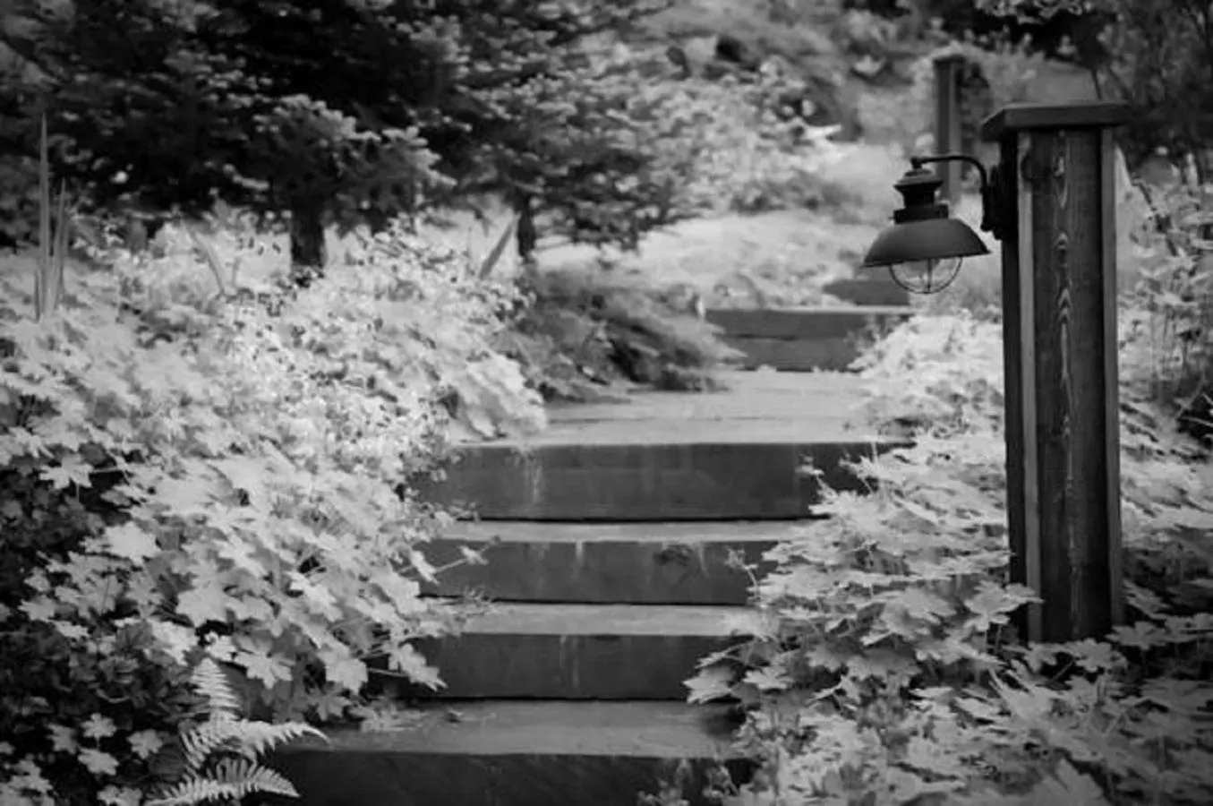 Garden in The Fern Lodge