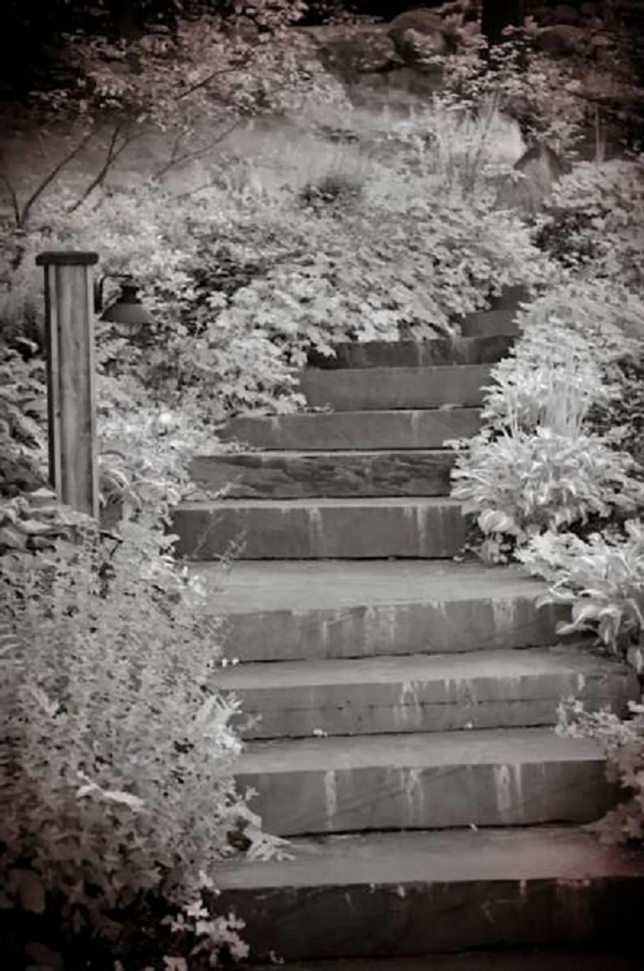 Garden in The Fern Lodge
