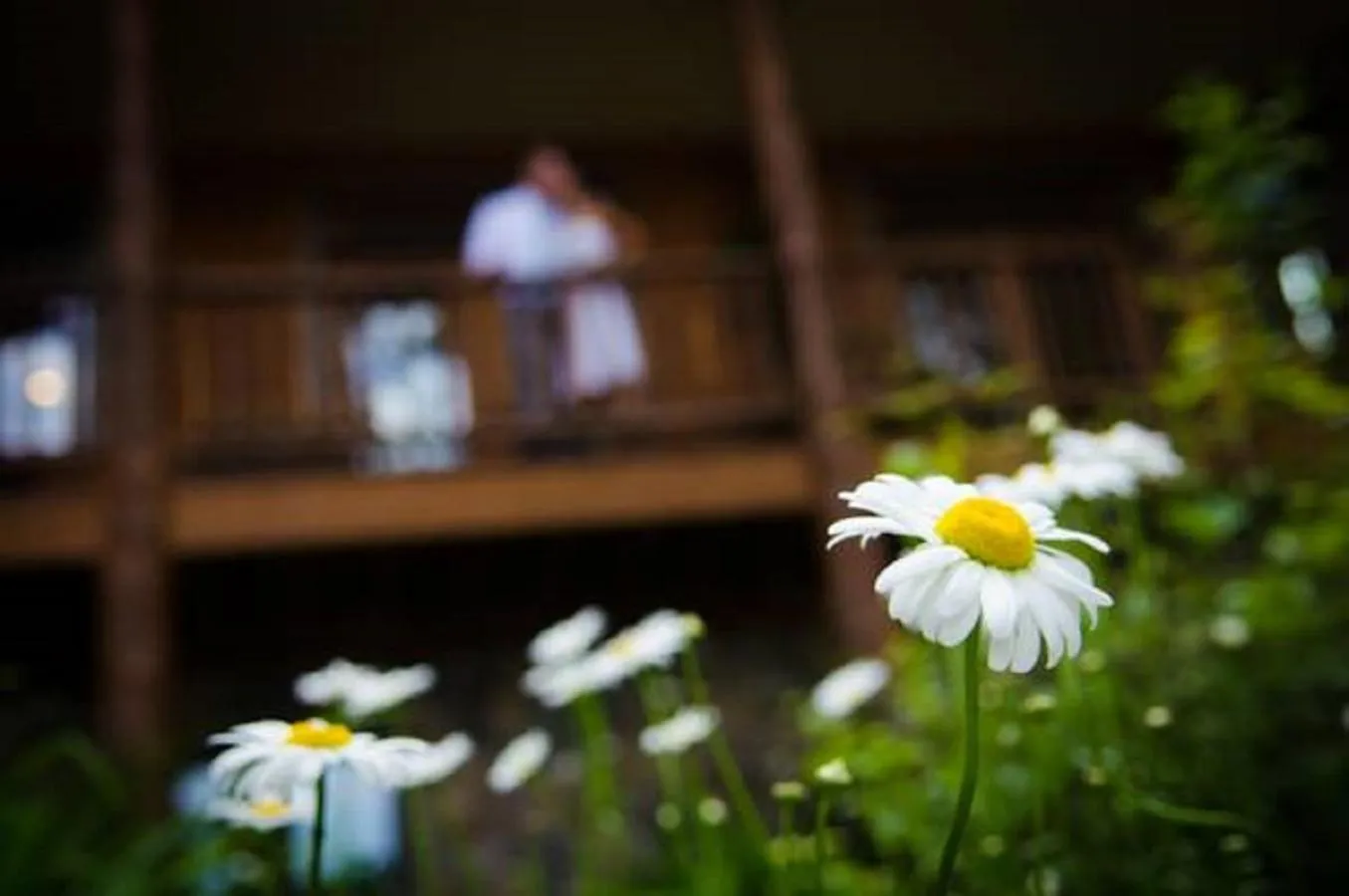Garden in The Fern Lodge