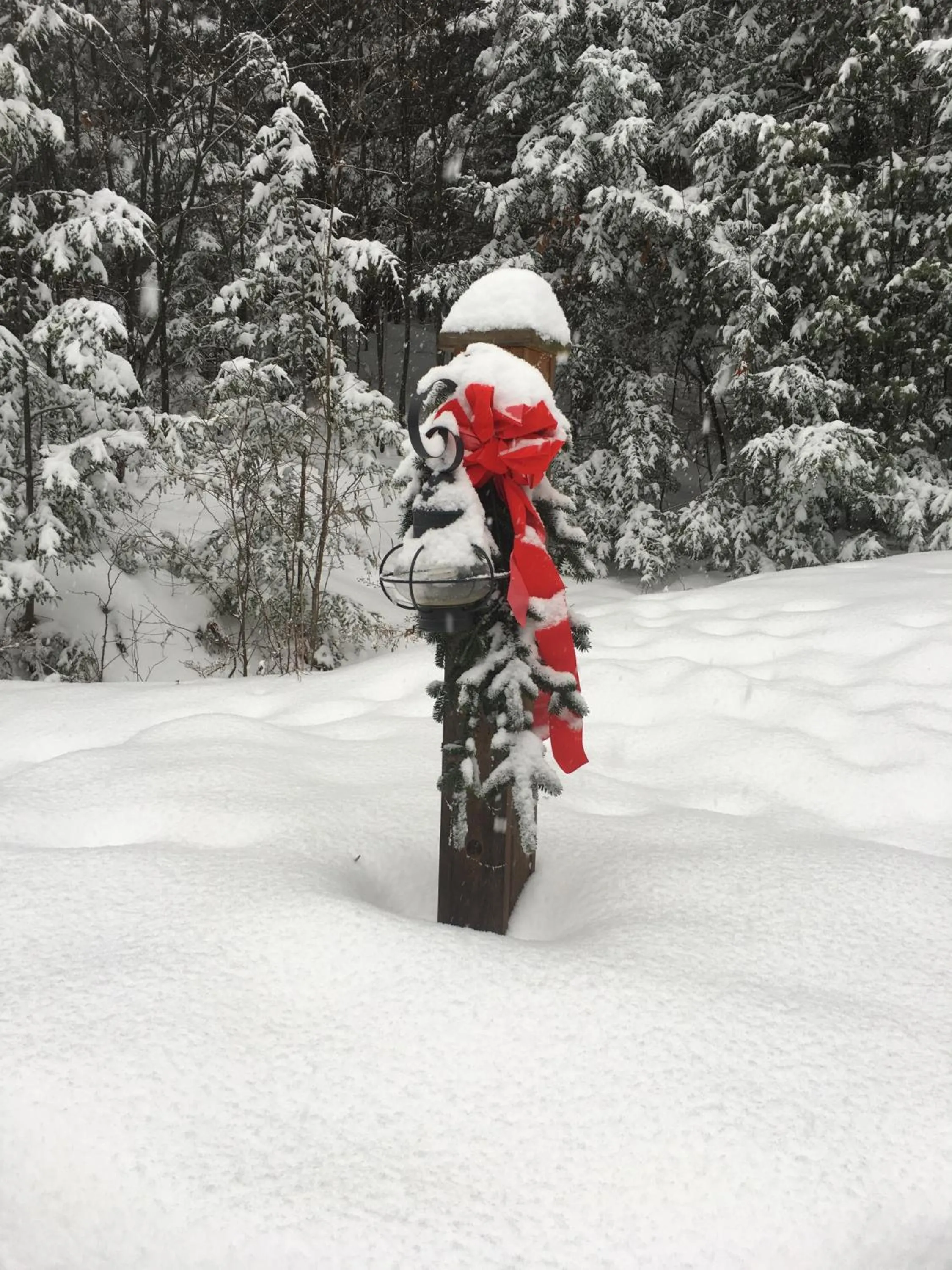 Garden in The Fern Lodge