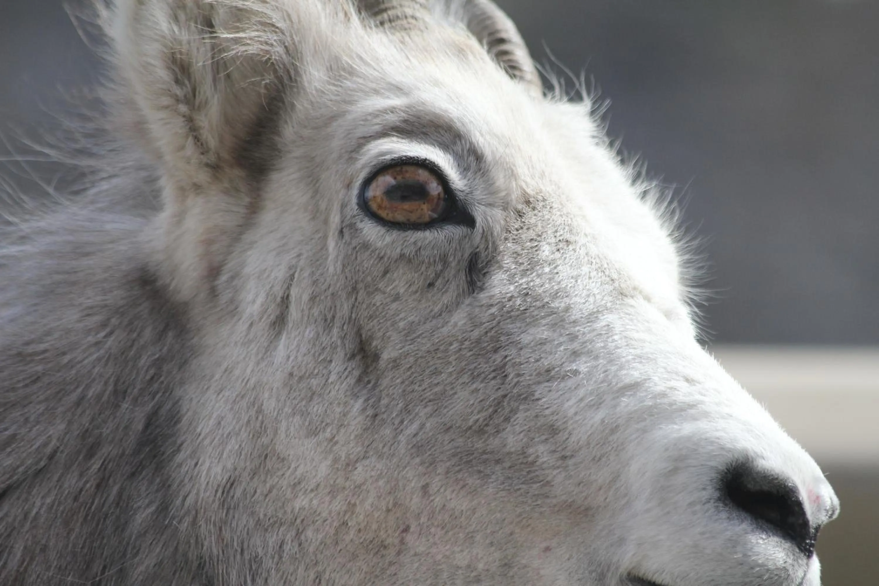 Animals in Double G Service