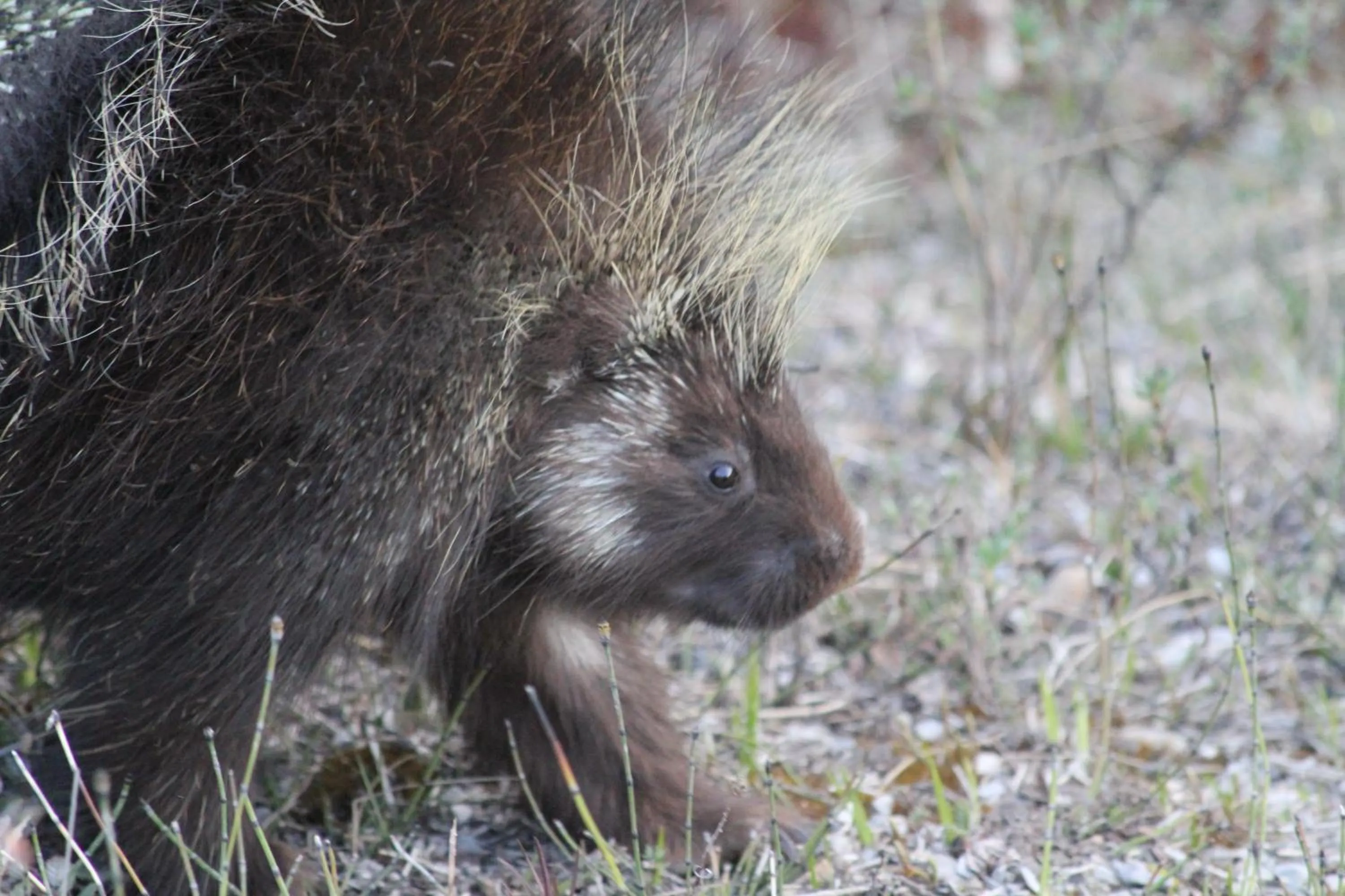 Animals in Double G Service
