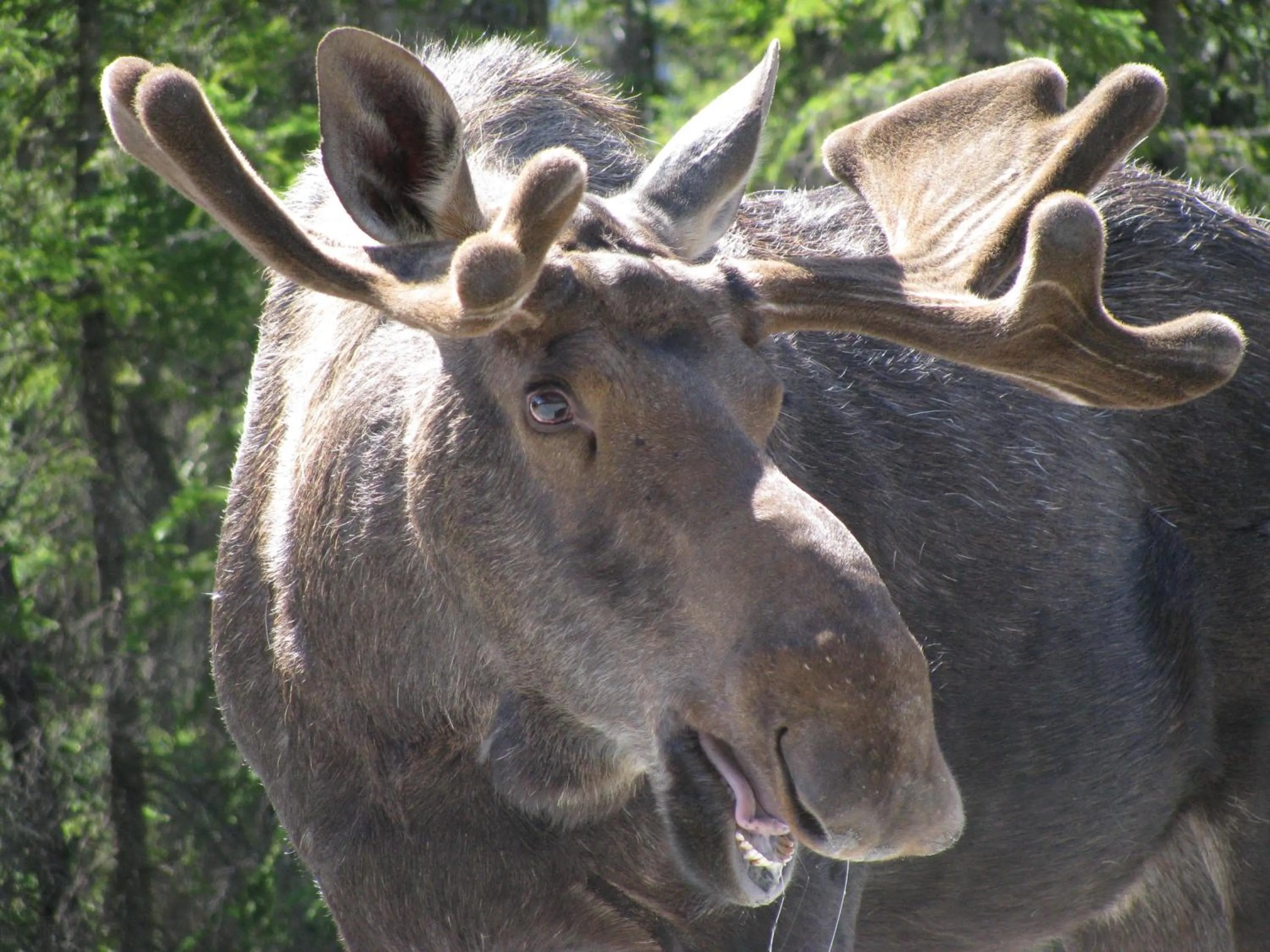 Animals in Double G Service