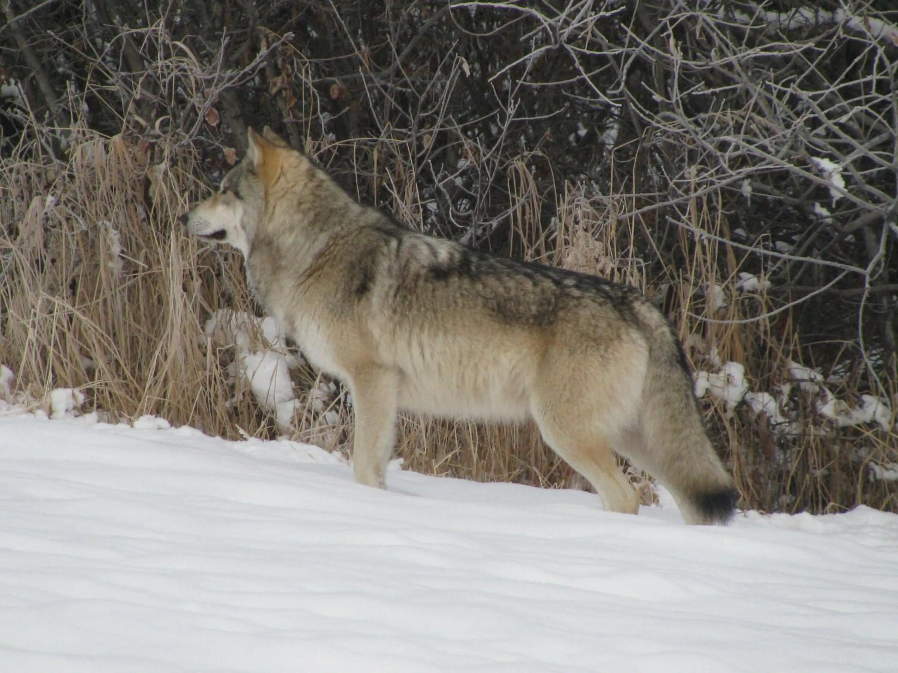 Animals in Double G Service